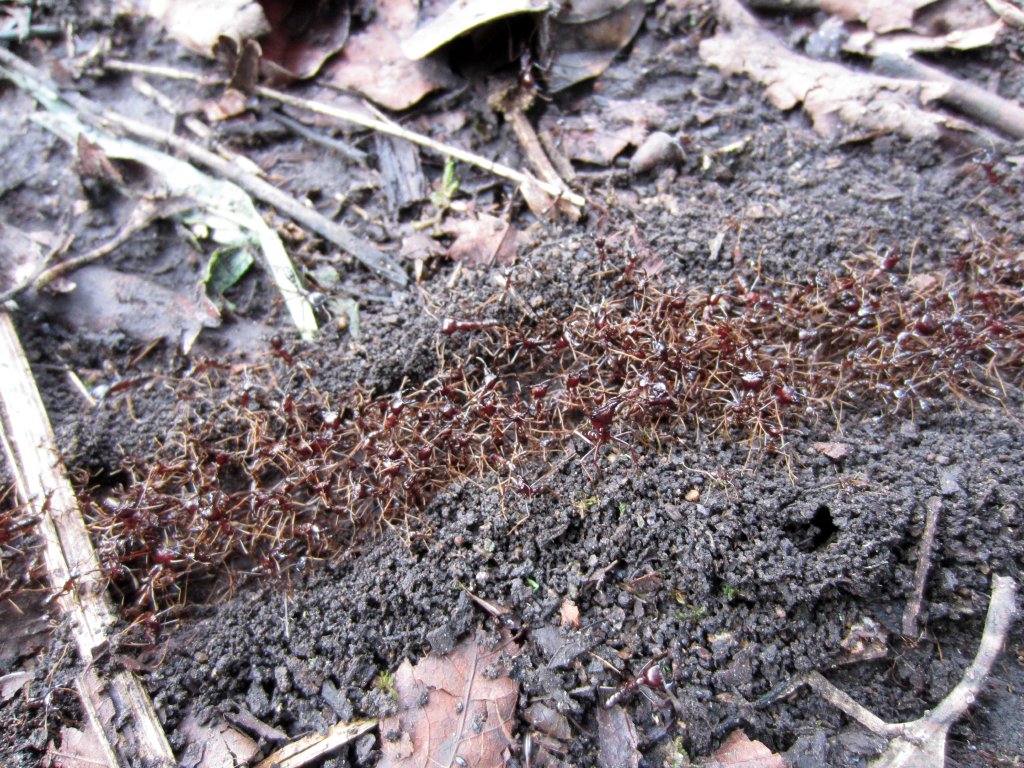 Safari Ant Column