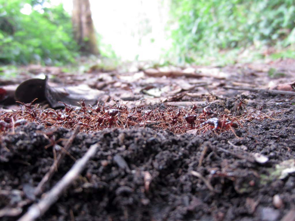 Safari Ants from ground level