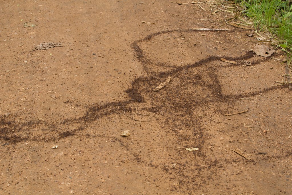 Safari Ants