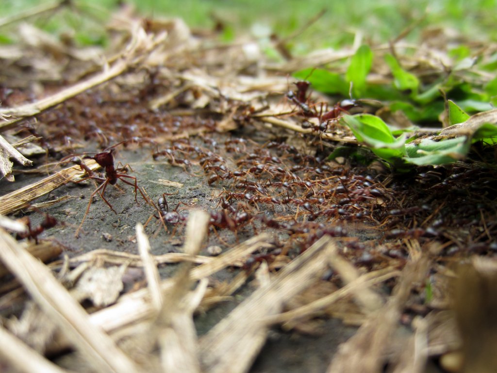 Safari Ants