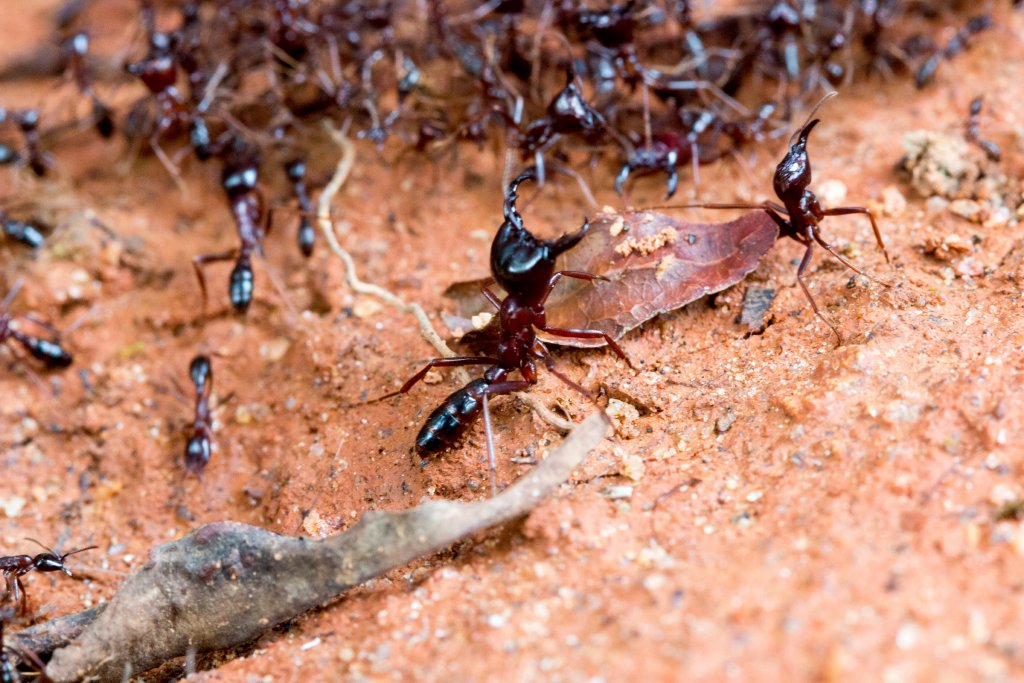 Safari Ants
