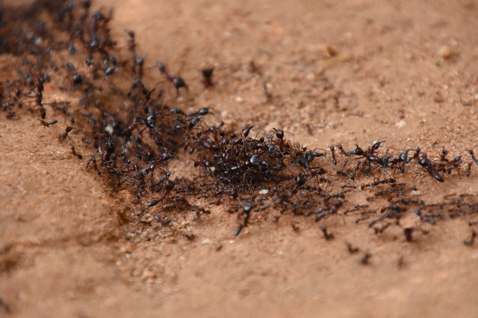 Safari ants