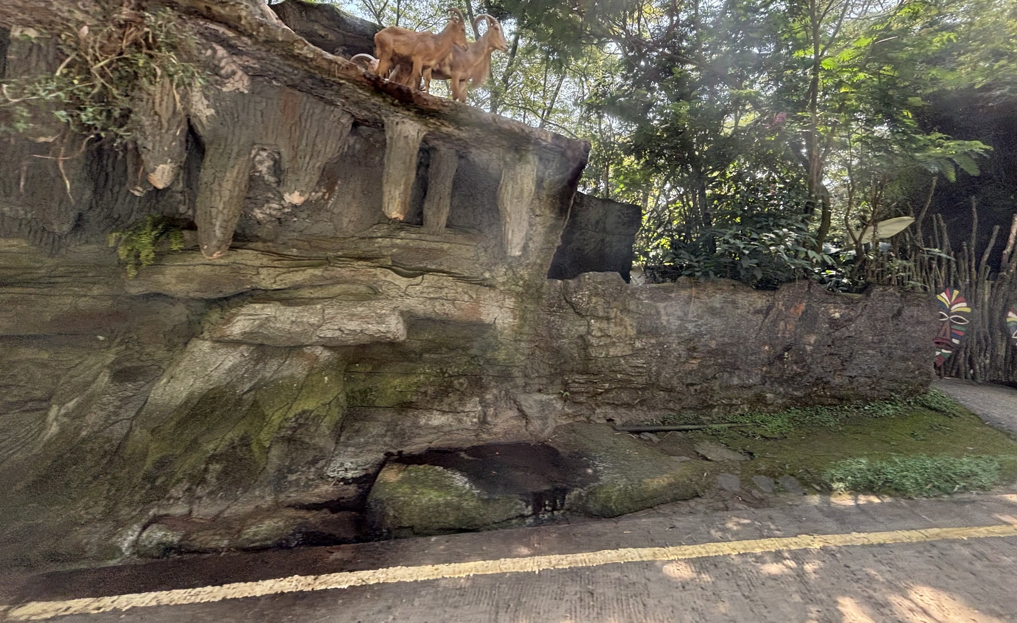 Safari - Aoudad Exhibit