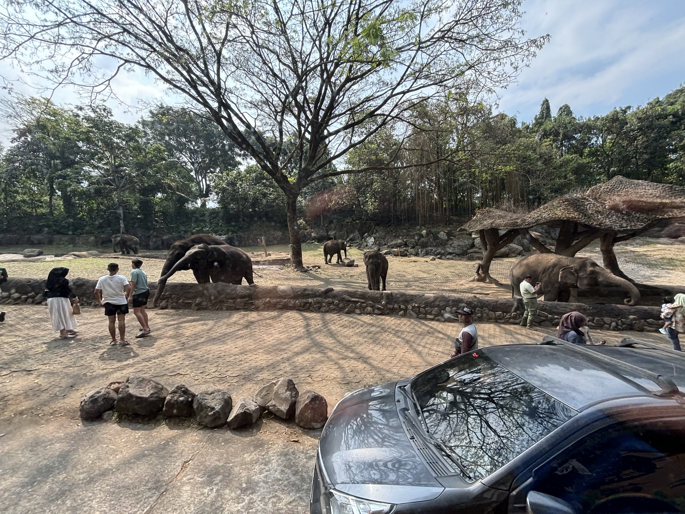 Safari - Asian Elephant Exhibit