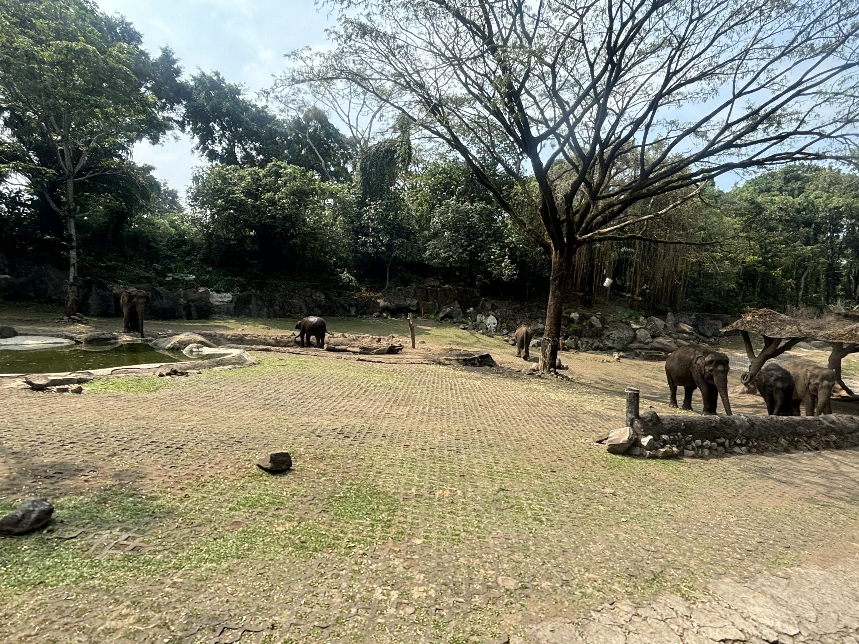 Safari - Asian Elephant Exhibit