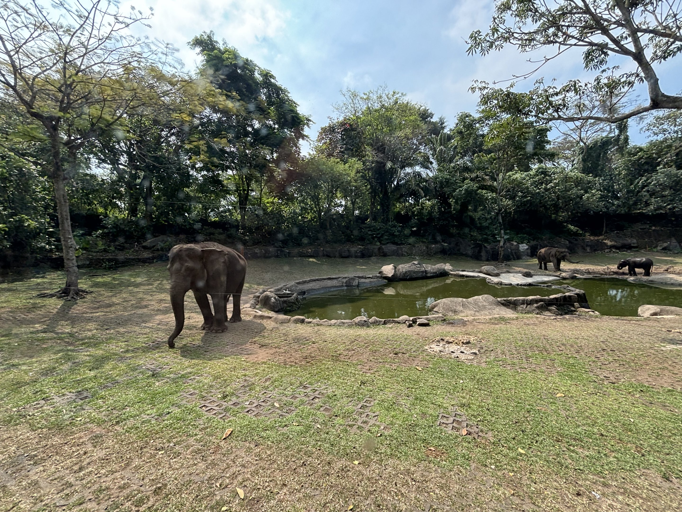Safari - Asian Elephant Exhibit