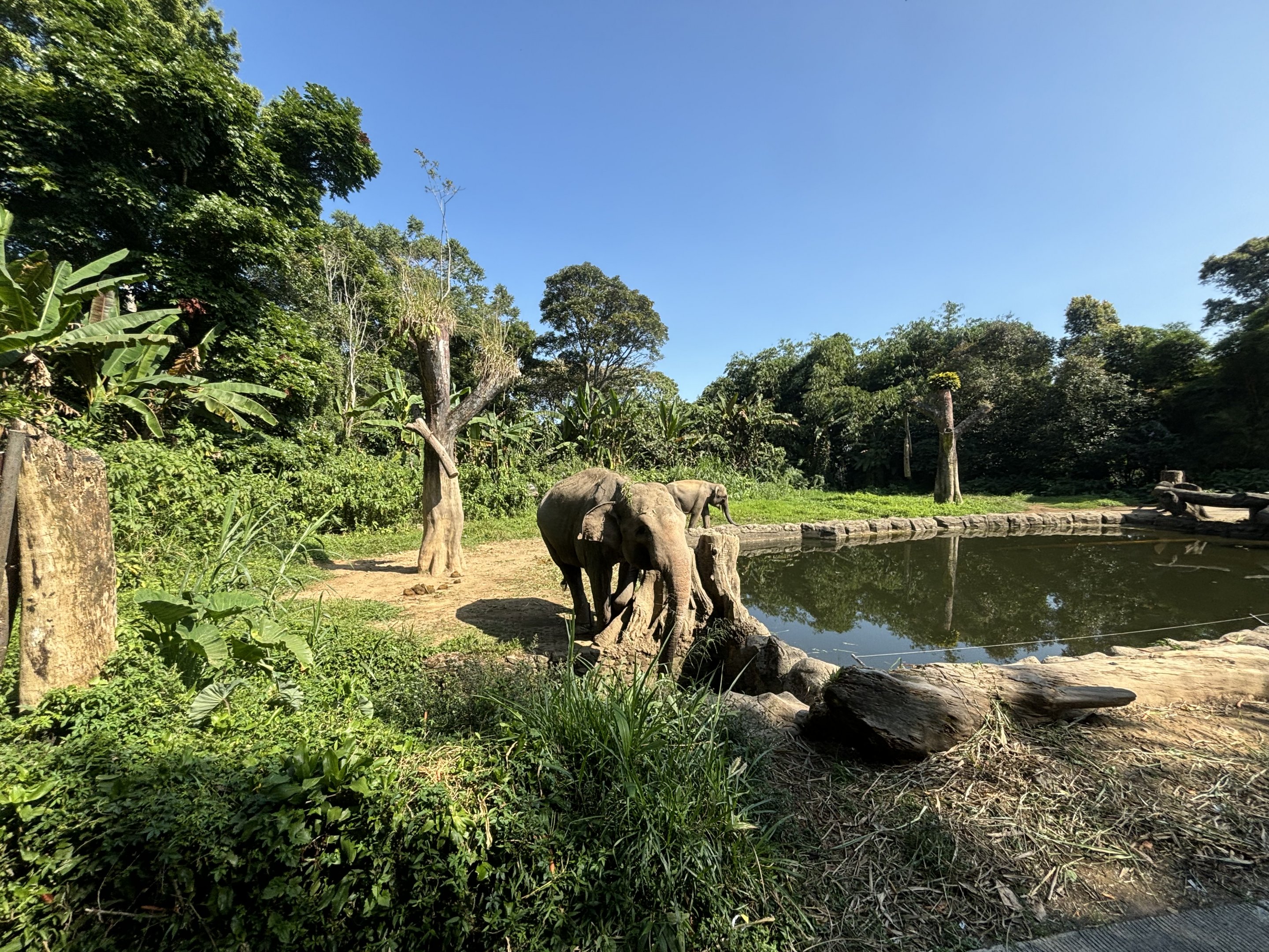 Safari - Asian Elephant Exhibit