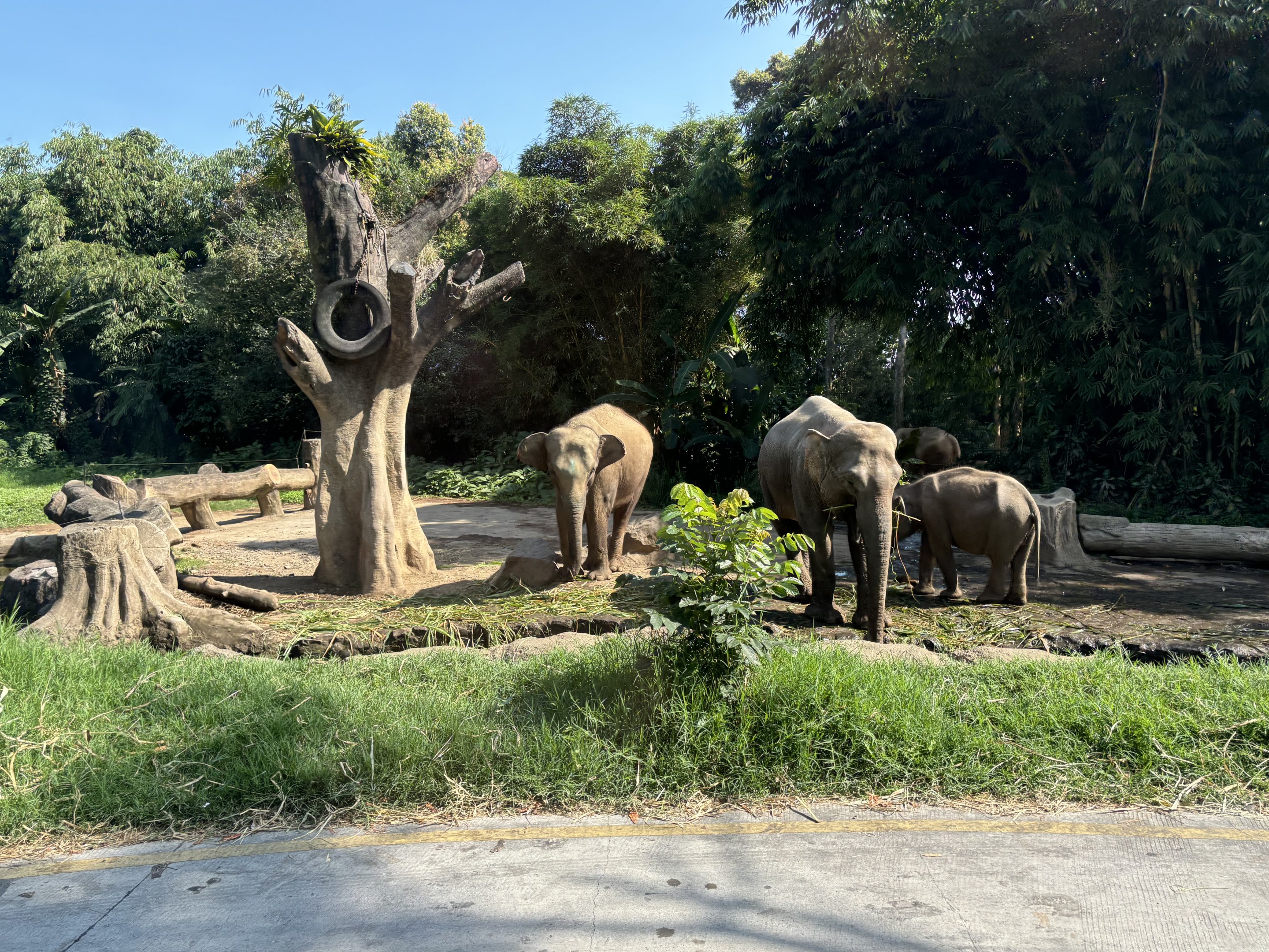 Safari - Asian Elephant Exhibit