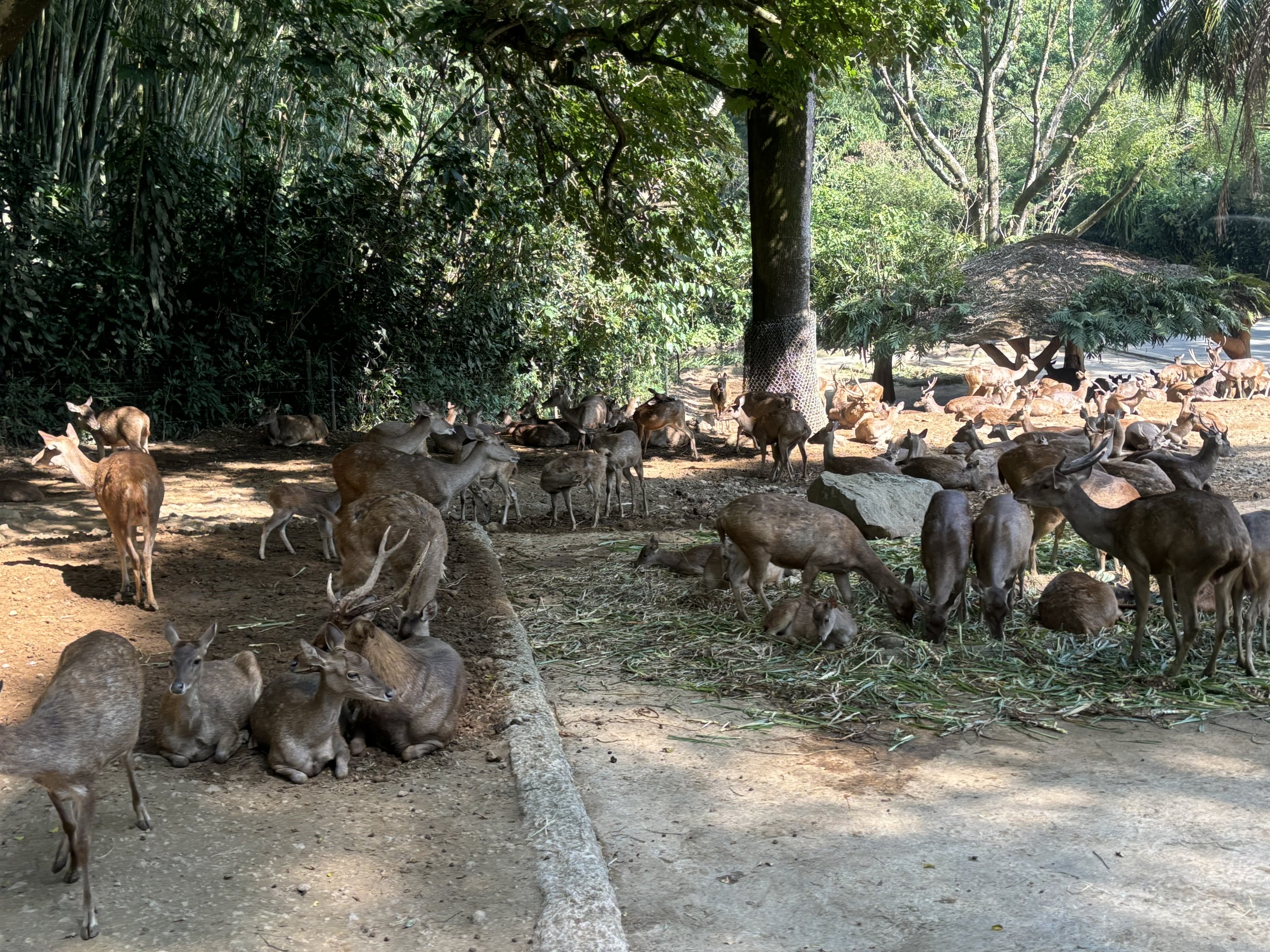 Safari - Asian Hoofstock Exhibit
