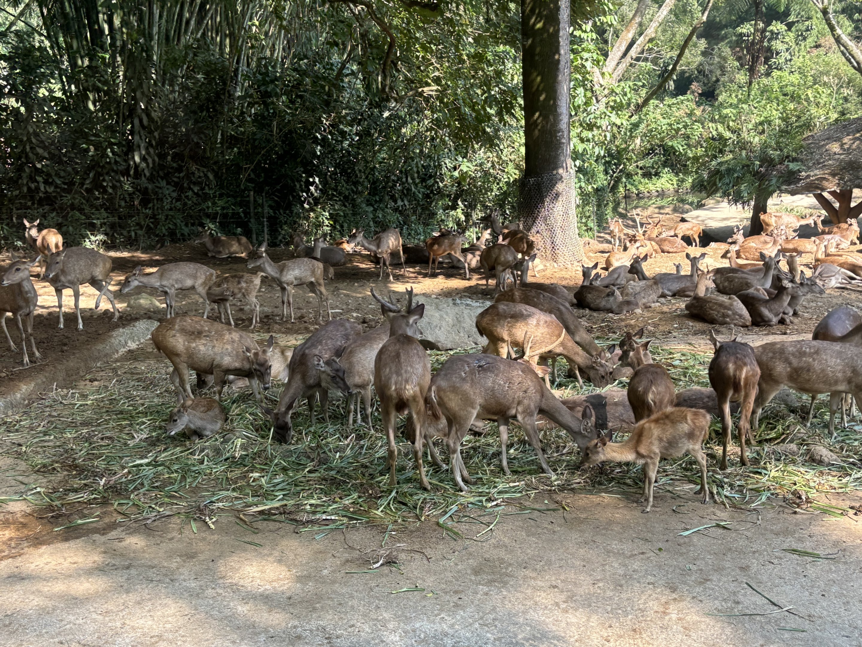 Safari - Asian Hoofstock Exhibit