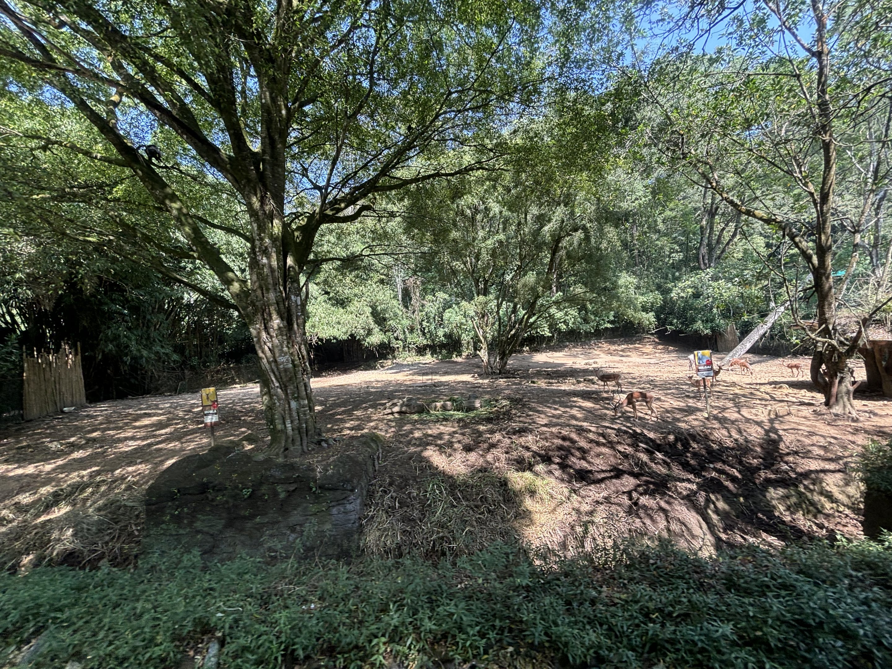 Safari - Asian Hoofstock Exhibit