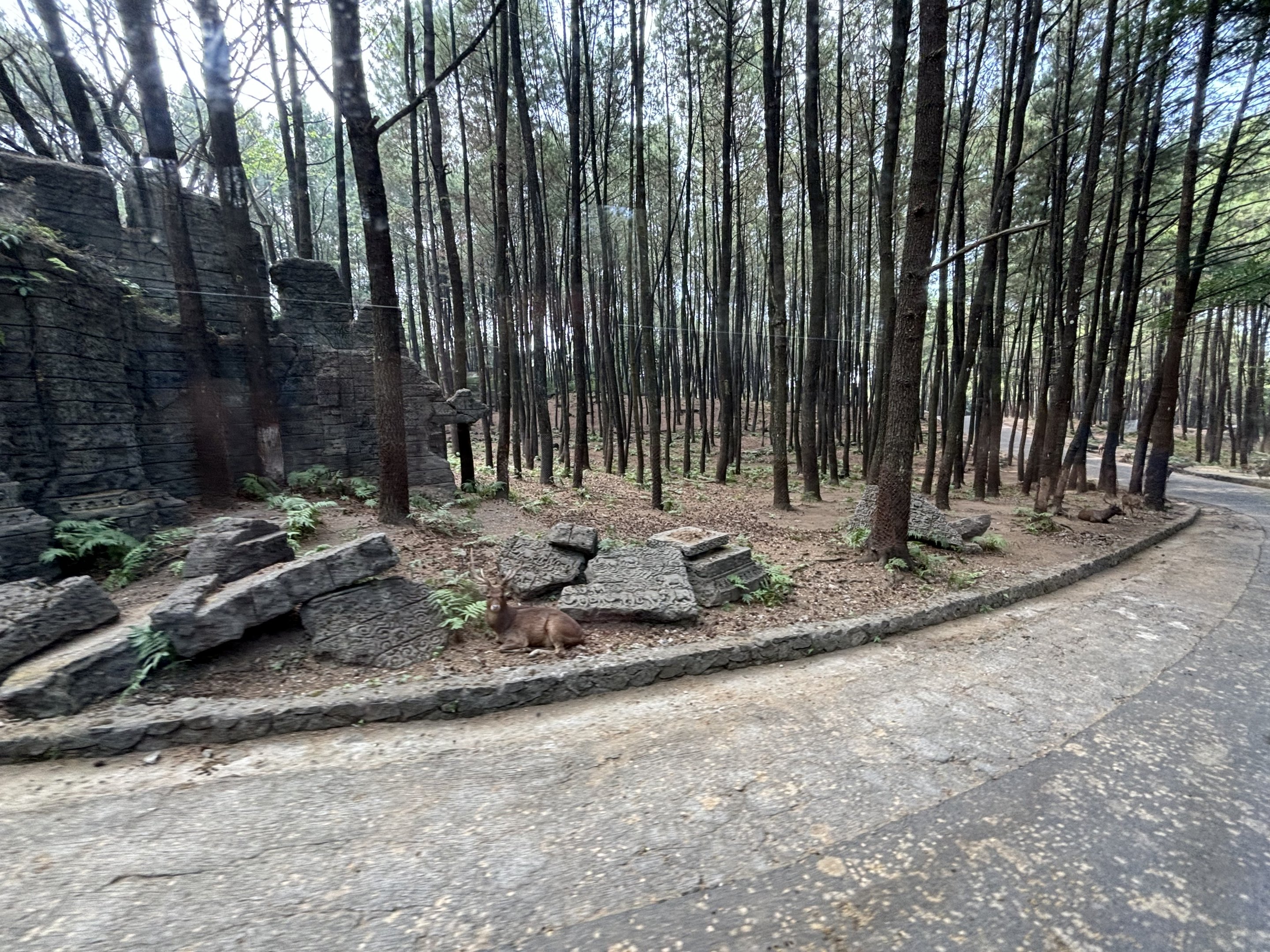 Safari - Asian Hoofstock Zone