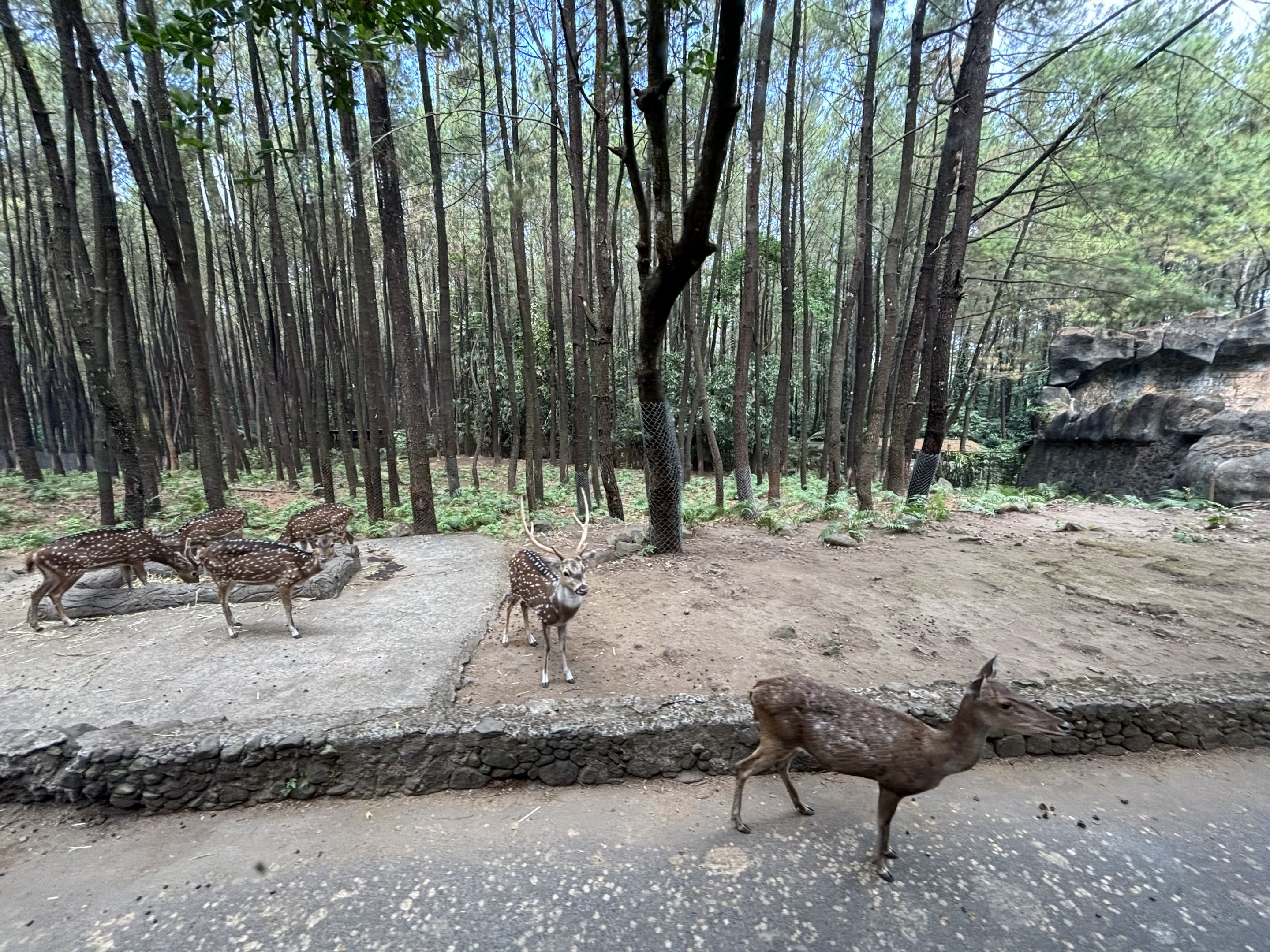 Safari - Asian Hoofstock Zone