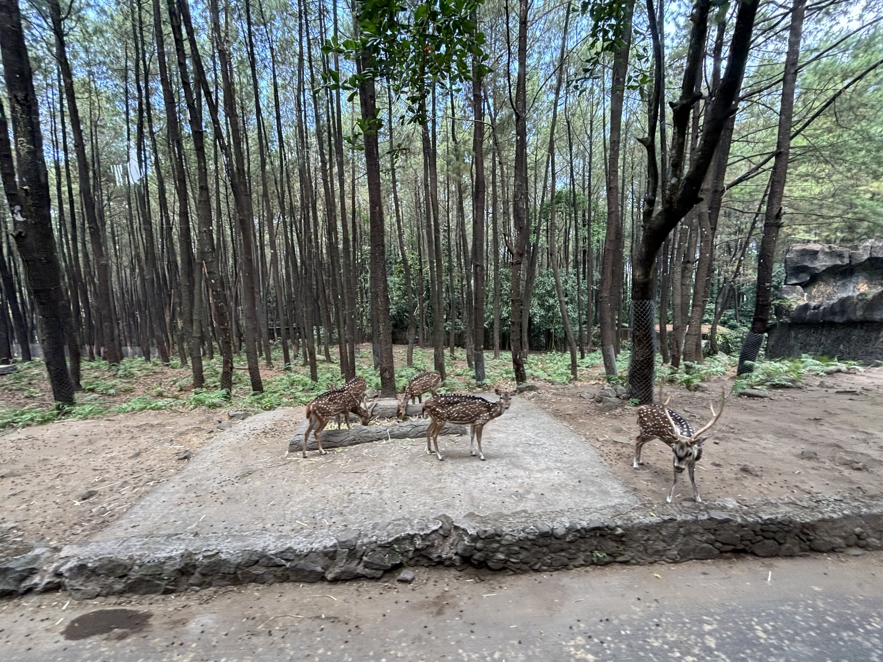 Safari - Asian Hoofstock Zone