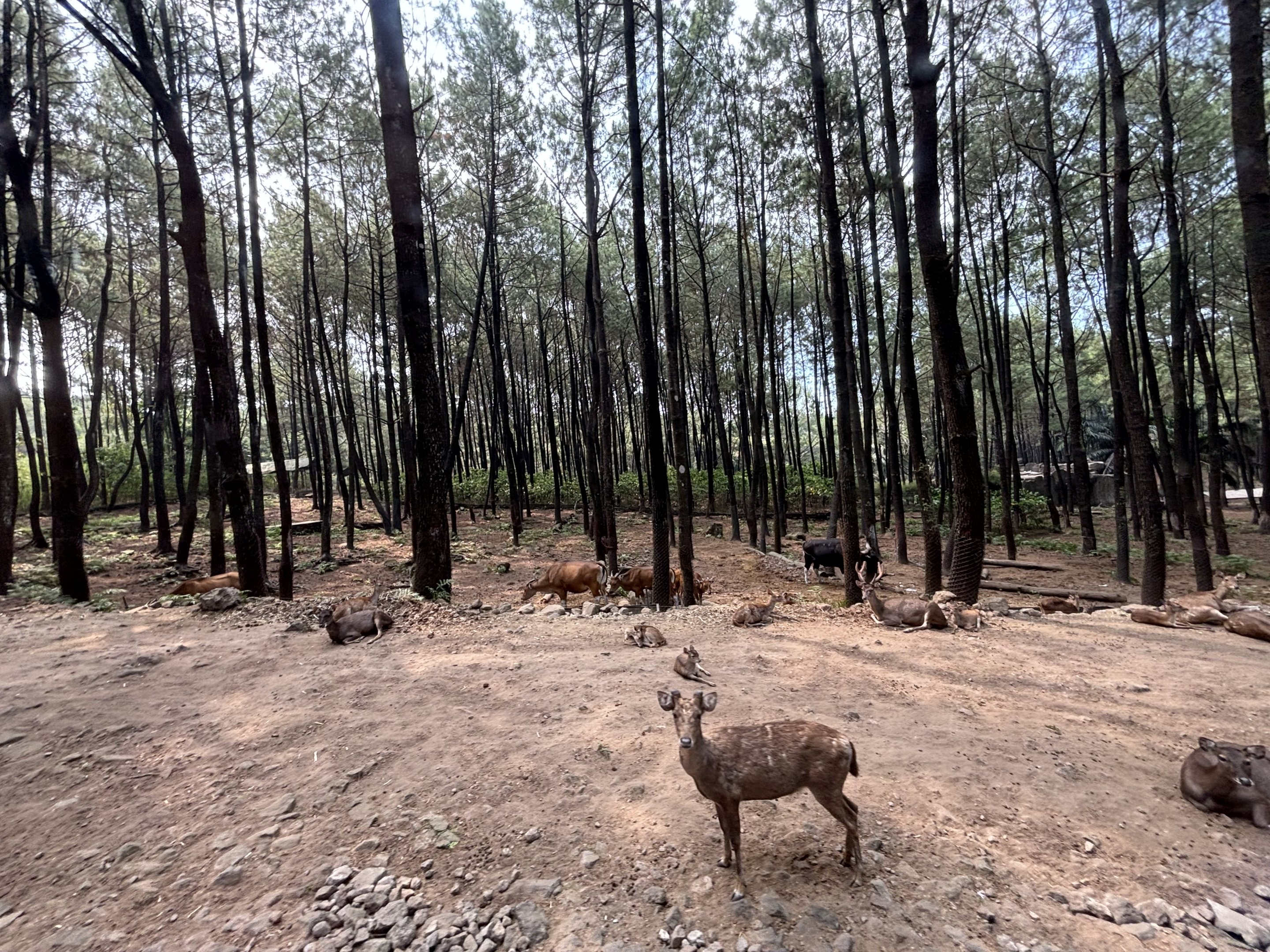 Safari - Asian Hoofstock Zone
