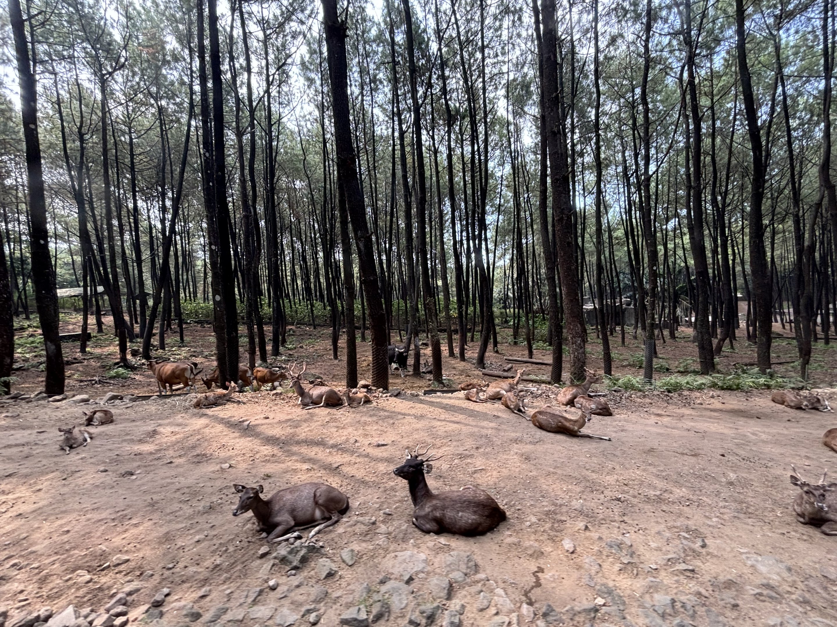 Safari - Asian Hoofstock Zone