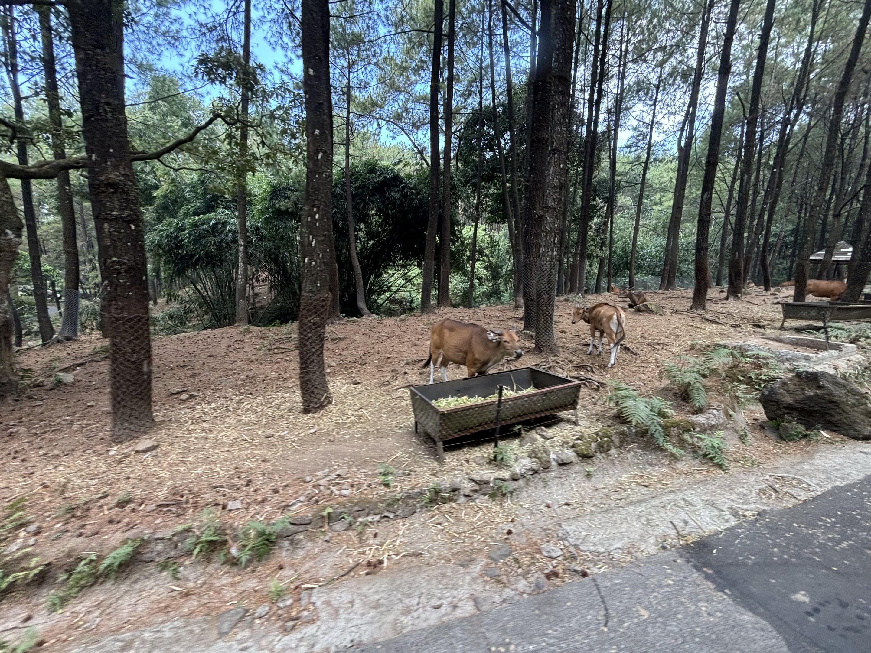 Safari - Asian Hoofstock Zone