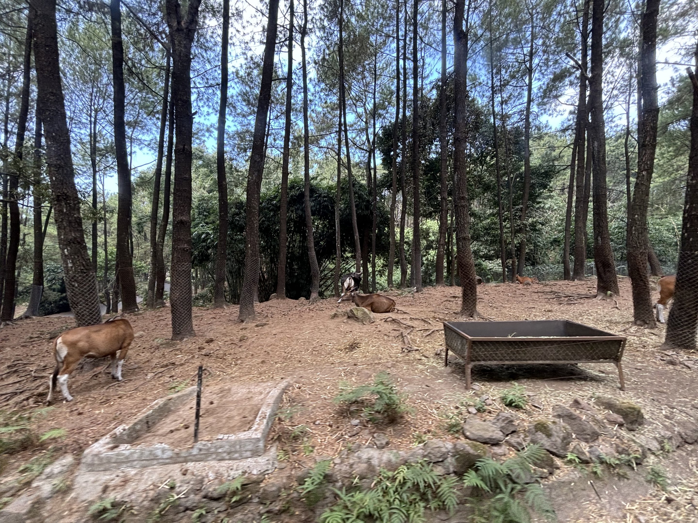 Safari - Asian Hoofstock Zone