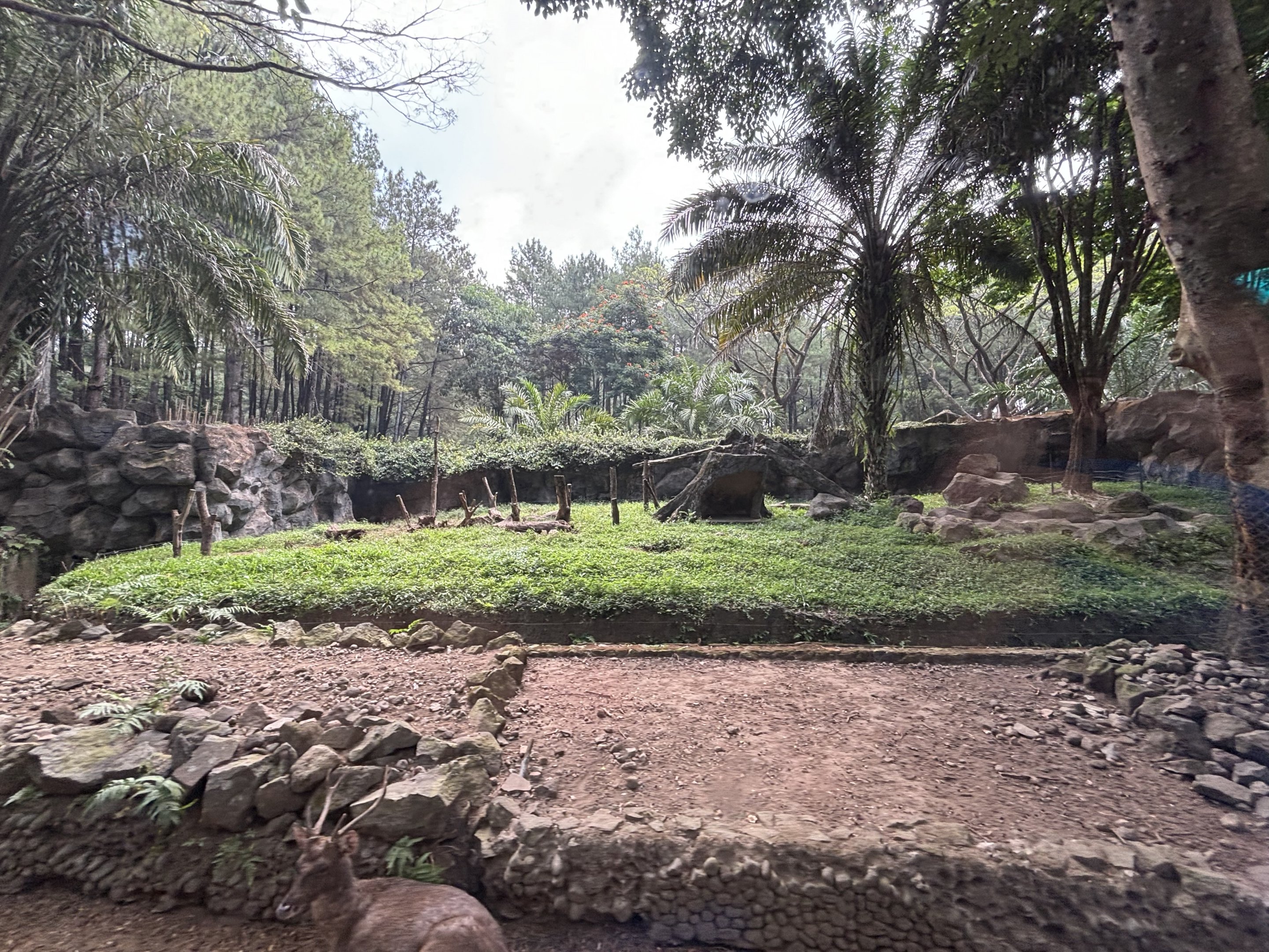 Safari - Asiatic Black Bear Exhibit (background)