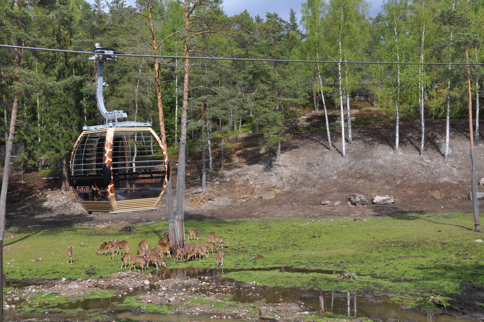 Safari - Axis Swamp at Savanha