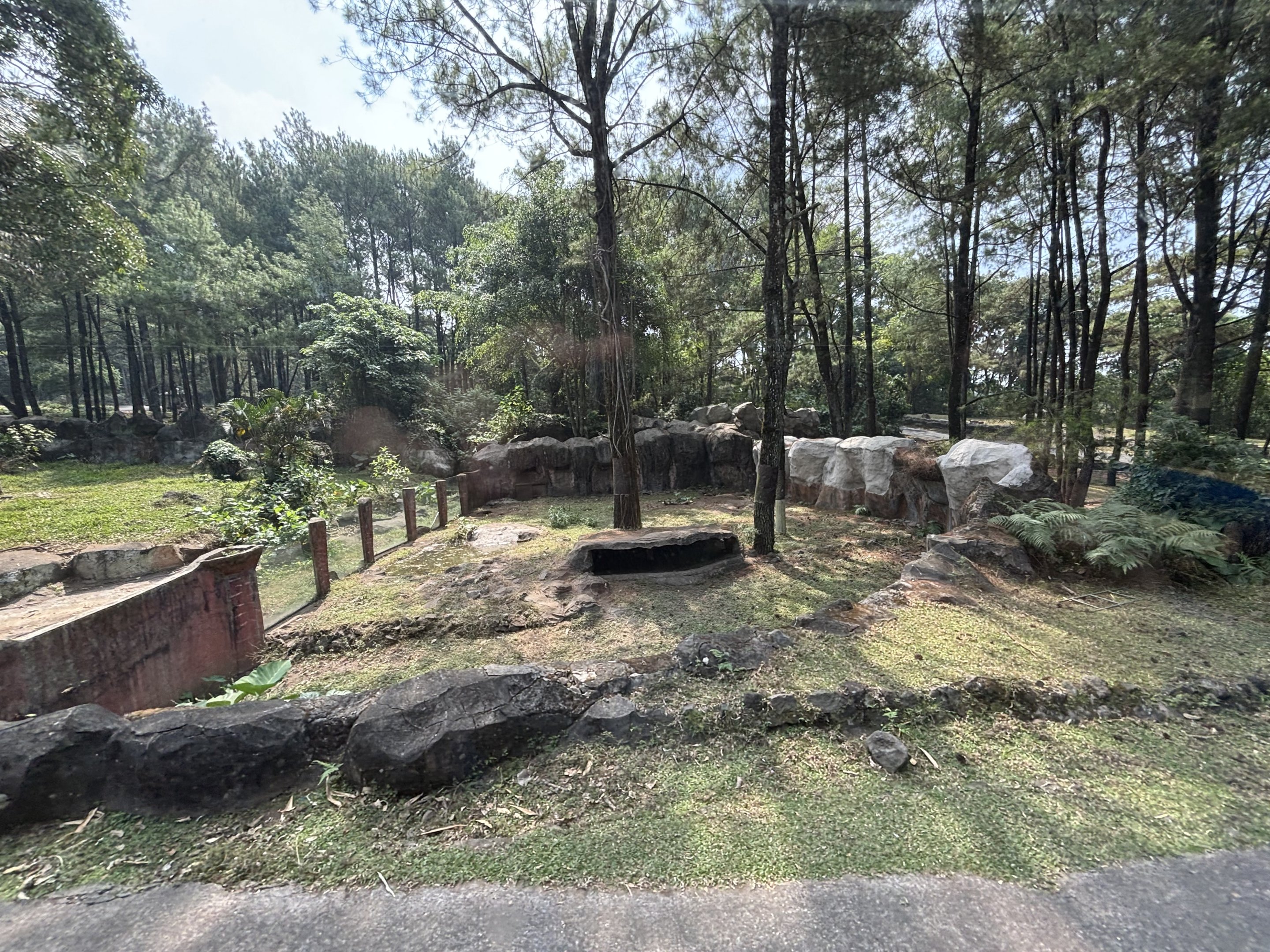 Safari - Babirusa Exhibit #1