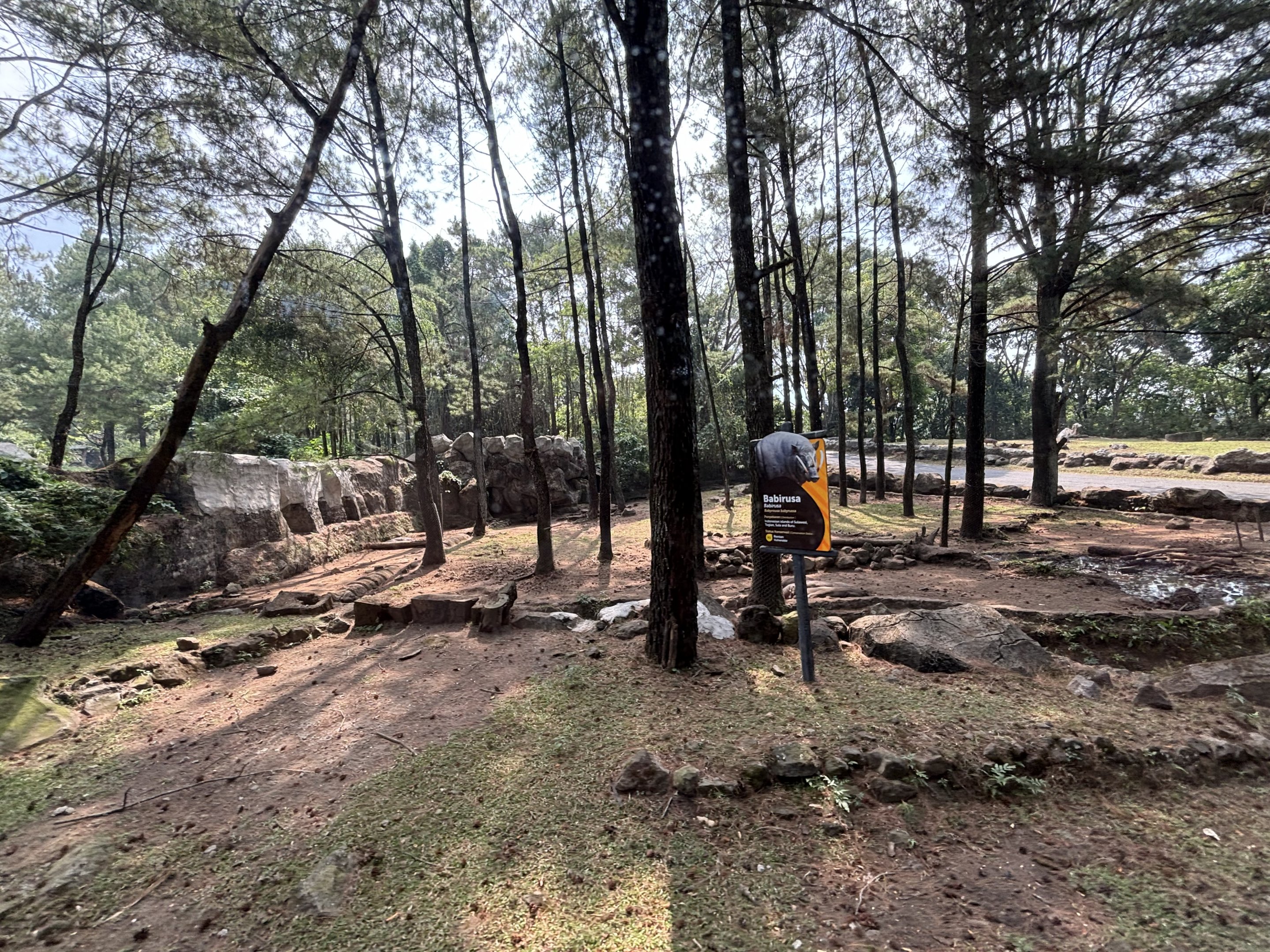 Safari - Babirusa Exhibit #2