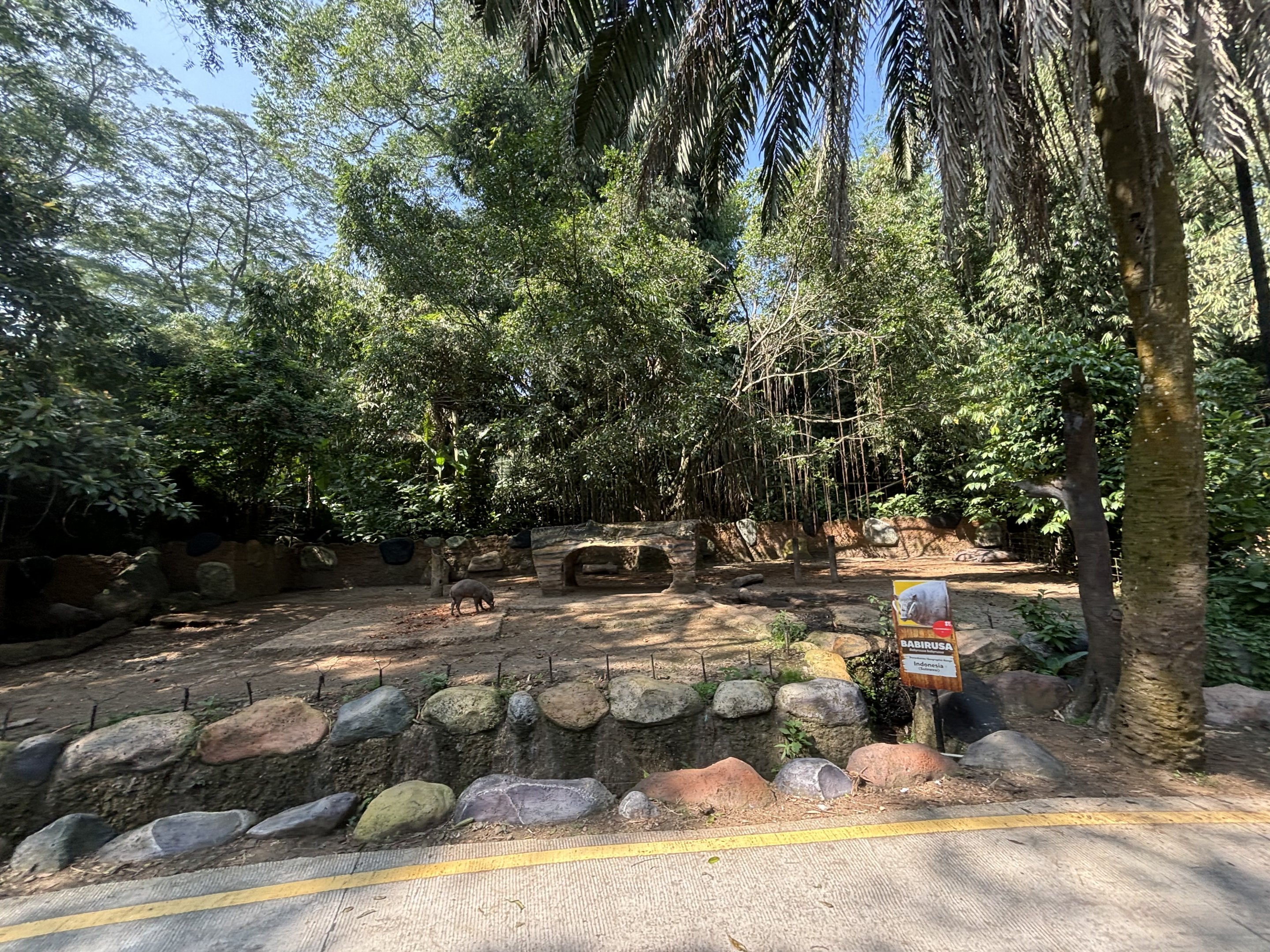 Safari - Babirusa Exhibit