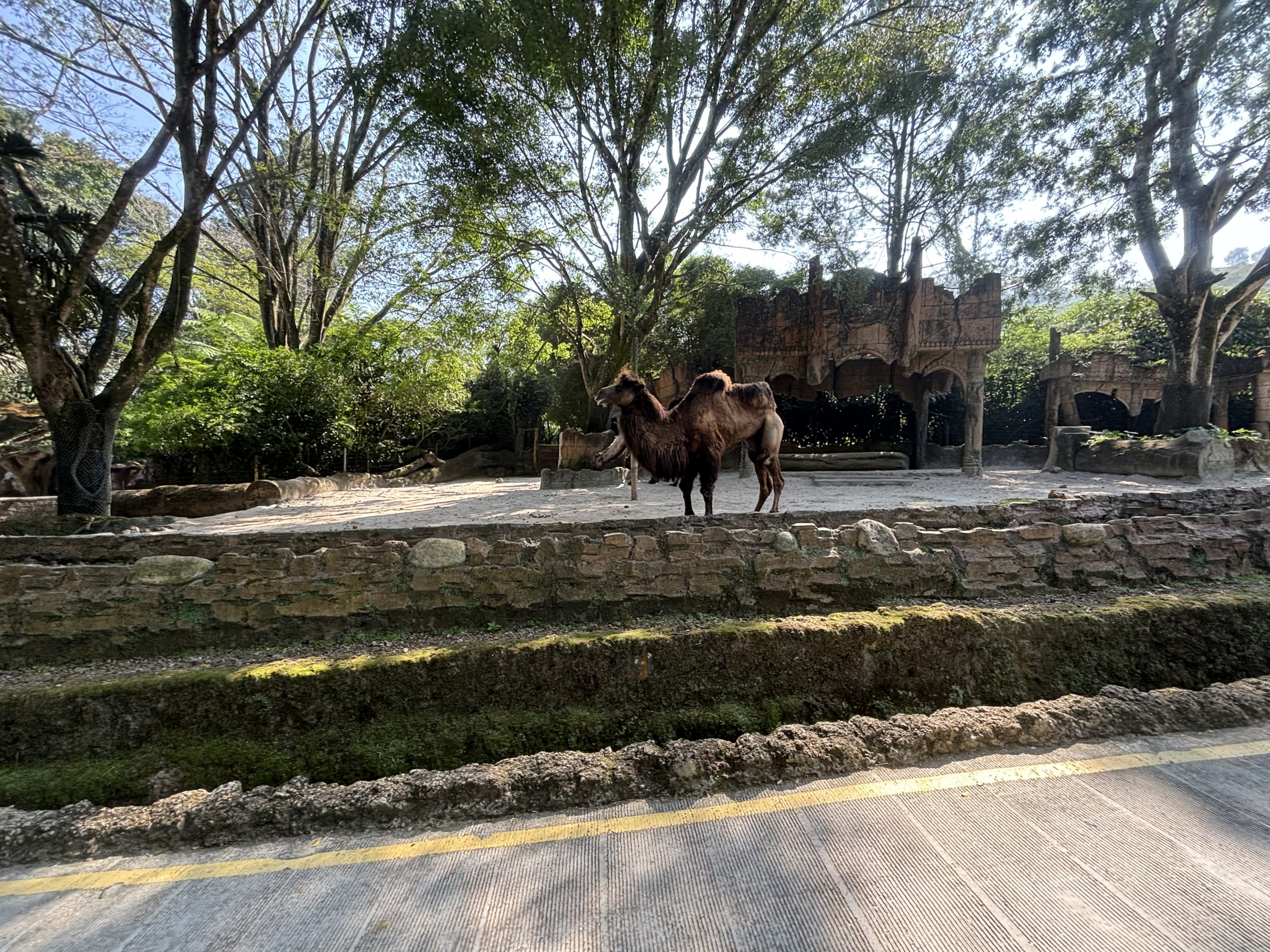 Safari - Bactrian Camel Exhibit