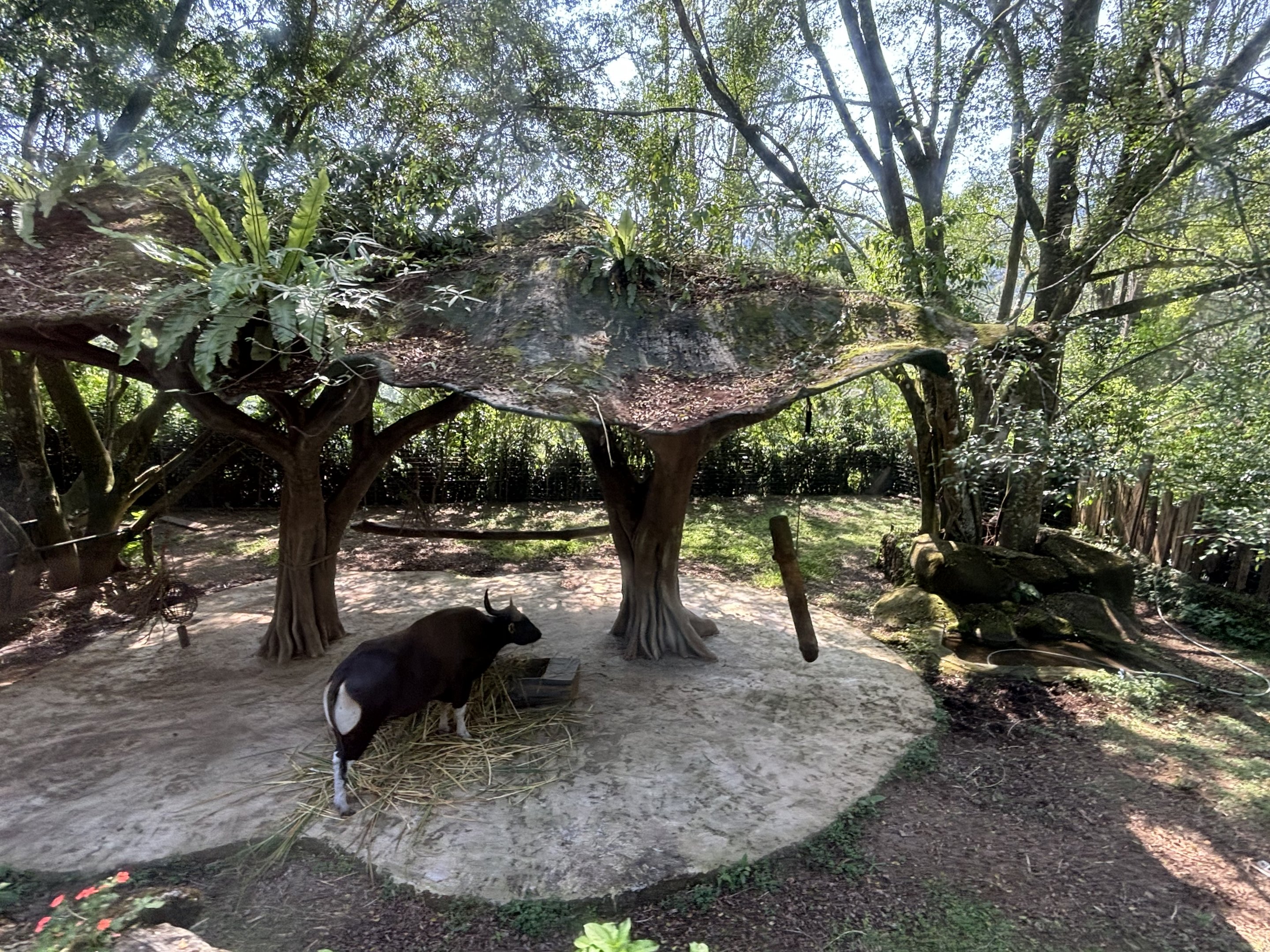Safari - Banteng Exhibit