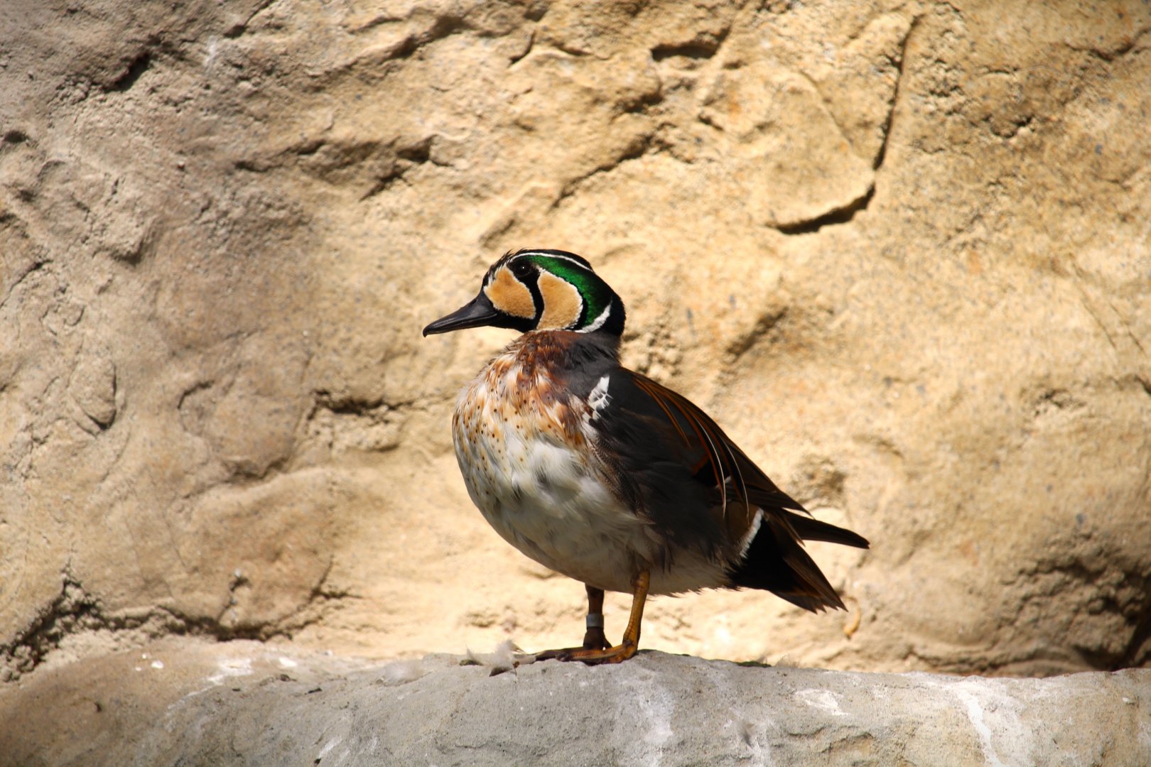 Safari Base Camp - Wings of the World - Baikal Teal