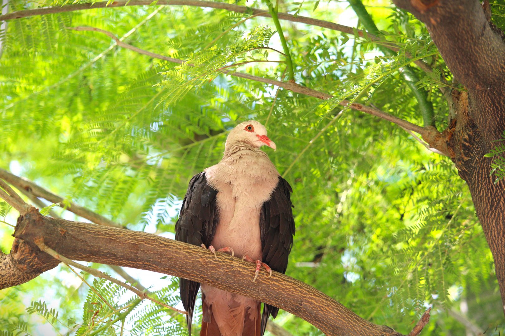 Safari Base Camp - Wings of the World - Pink Pigeon