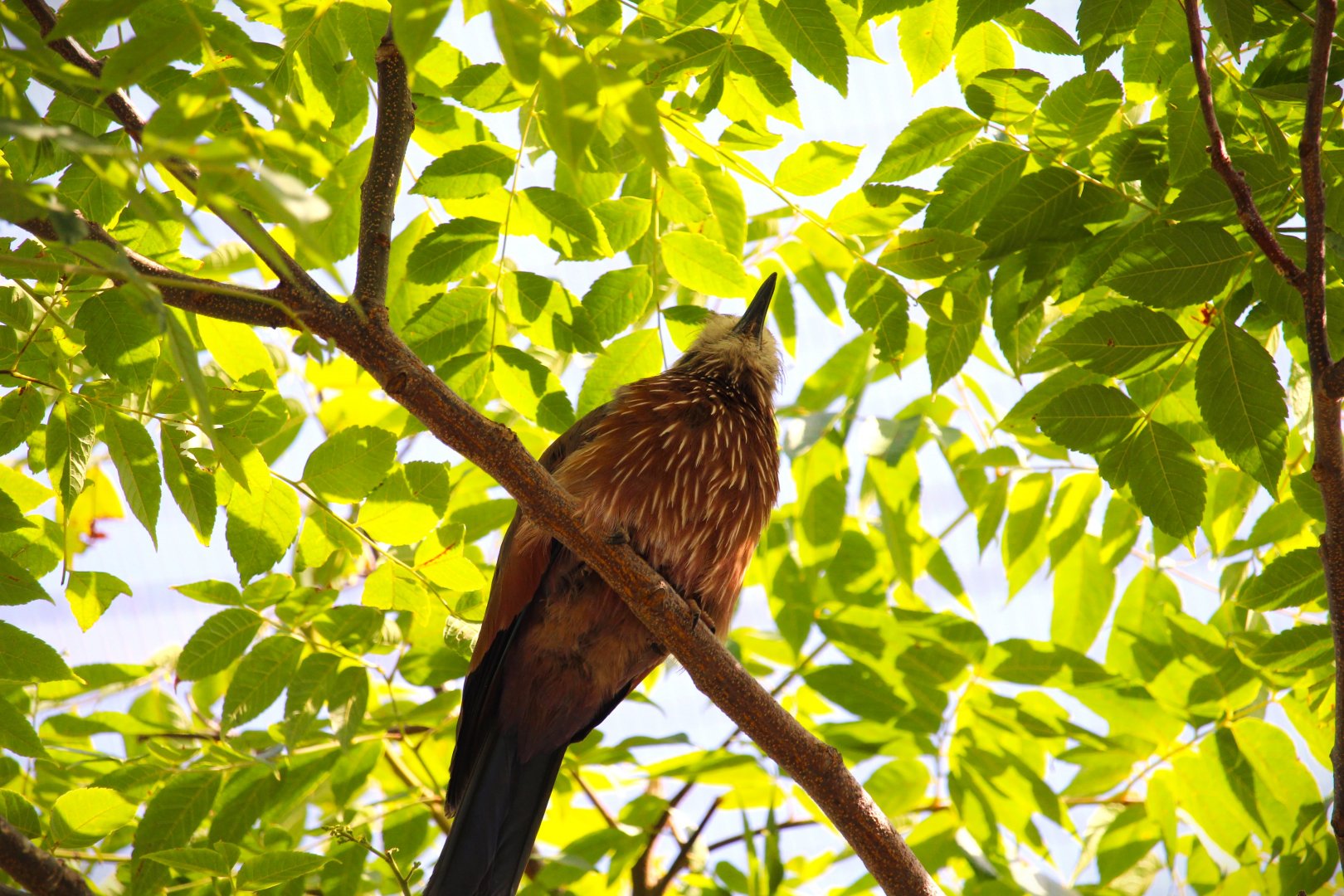 Safari Base Camp - Wings of the World - Purple Roller