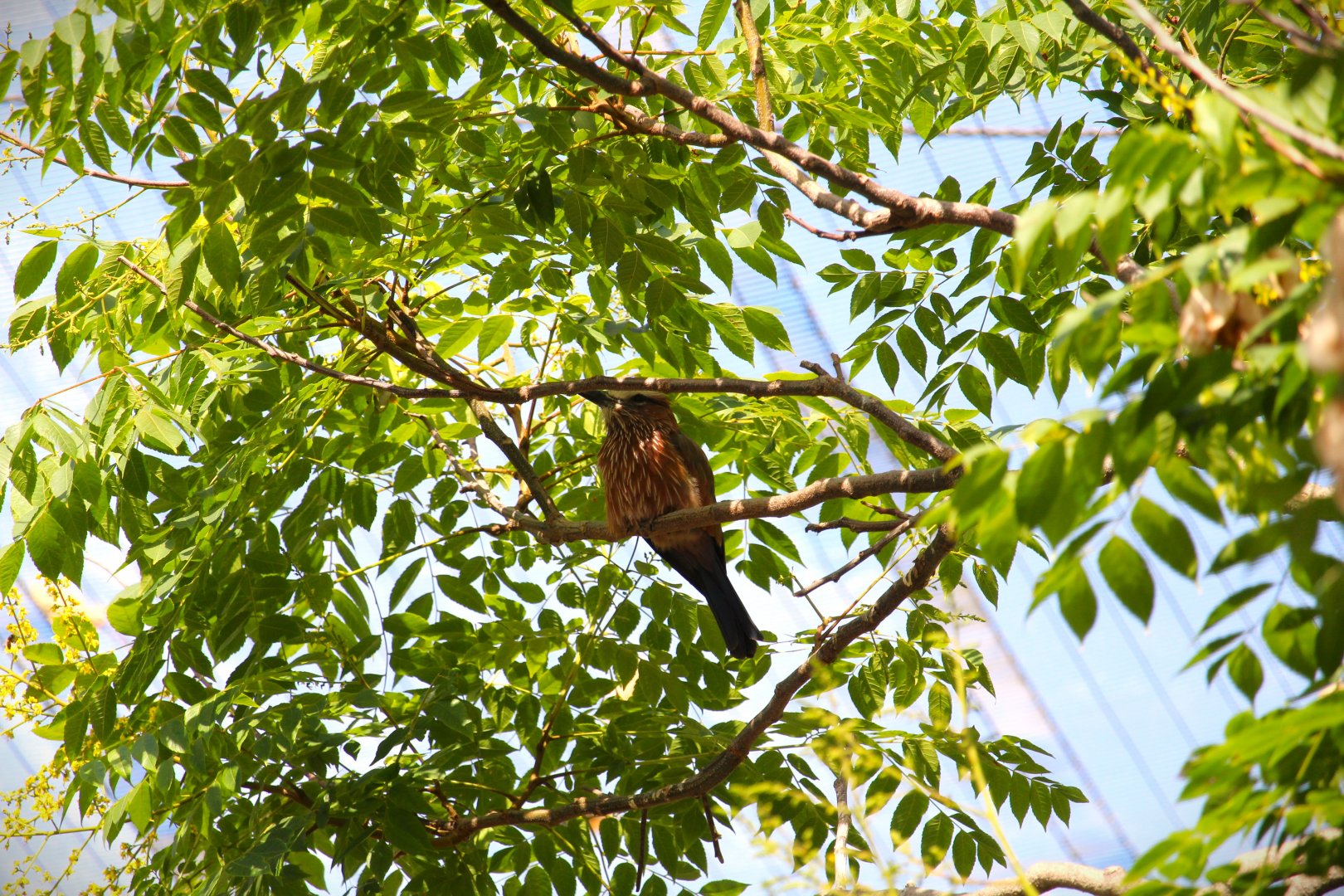 Safari Base Camp - Wings of the World - Purple Roller