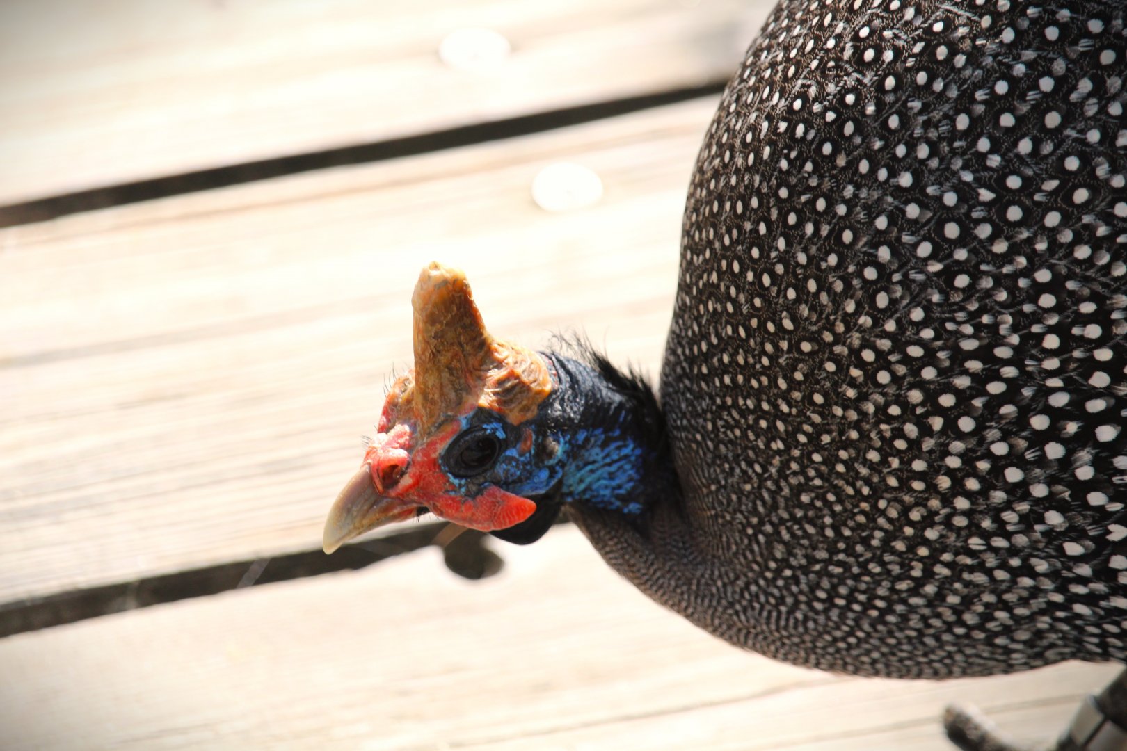 Safari Base Camp - Wings of the World - Reichenow's Helmeted Guineafowl