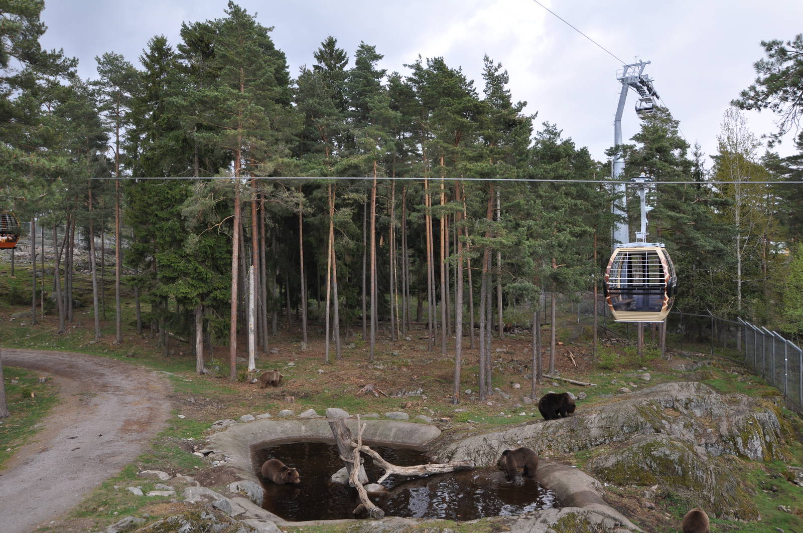 Safari - Bears taking a bath