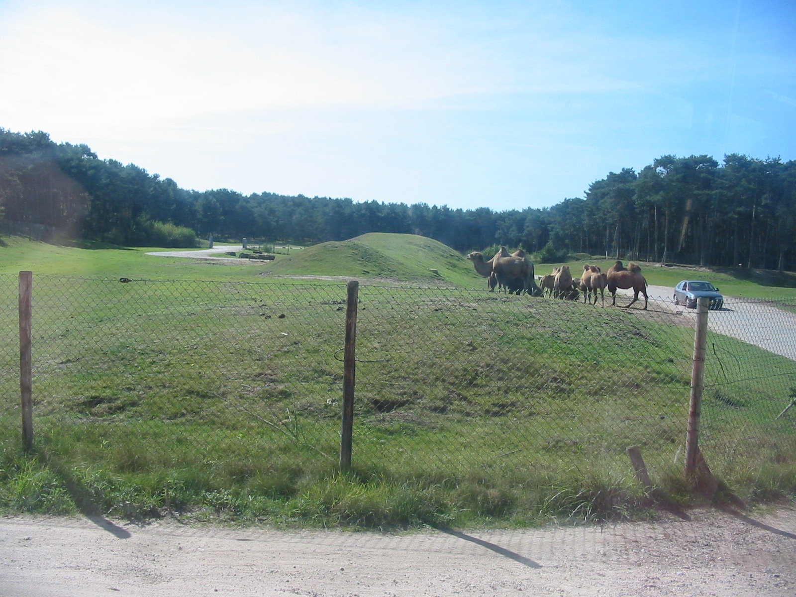 Safari Beekse Bergen 2004 - Bactrian Camels