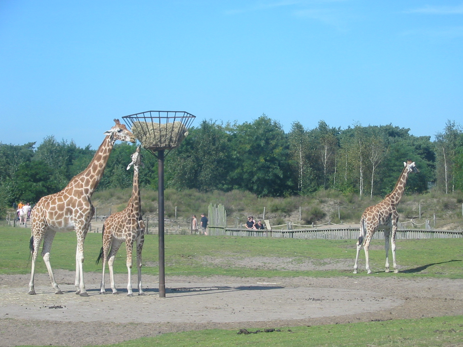 Safari Beekse Bergen 2004 - Giraffes