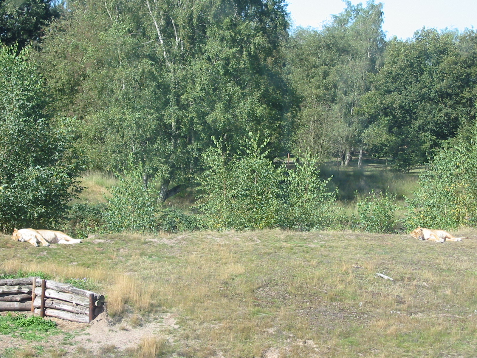 Safari Beekse Bergen 2004 - Lion Island