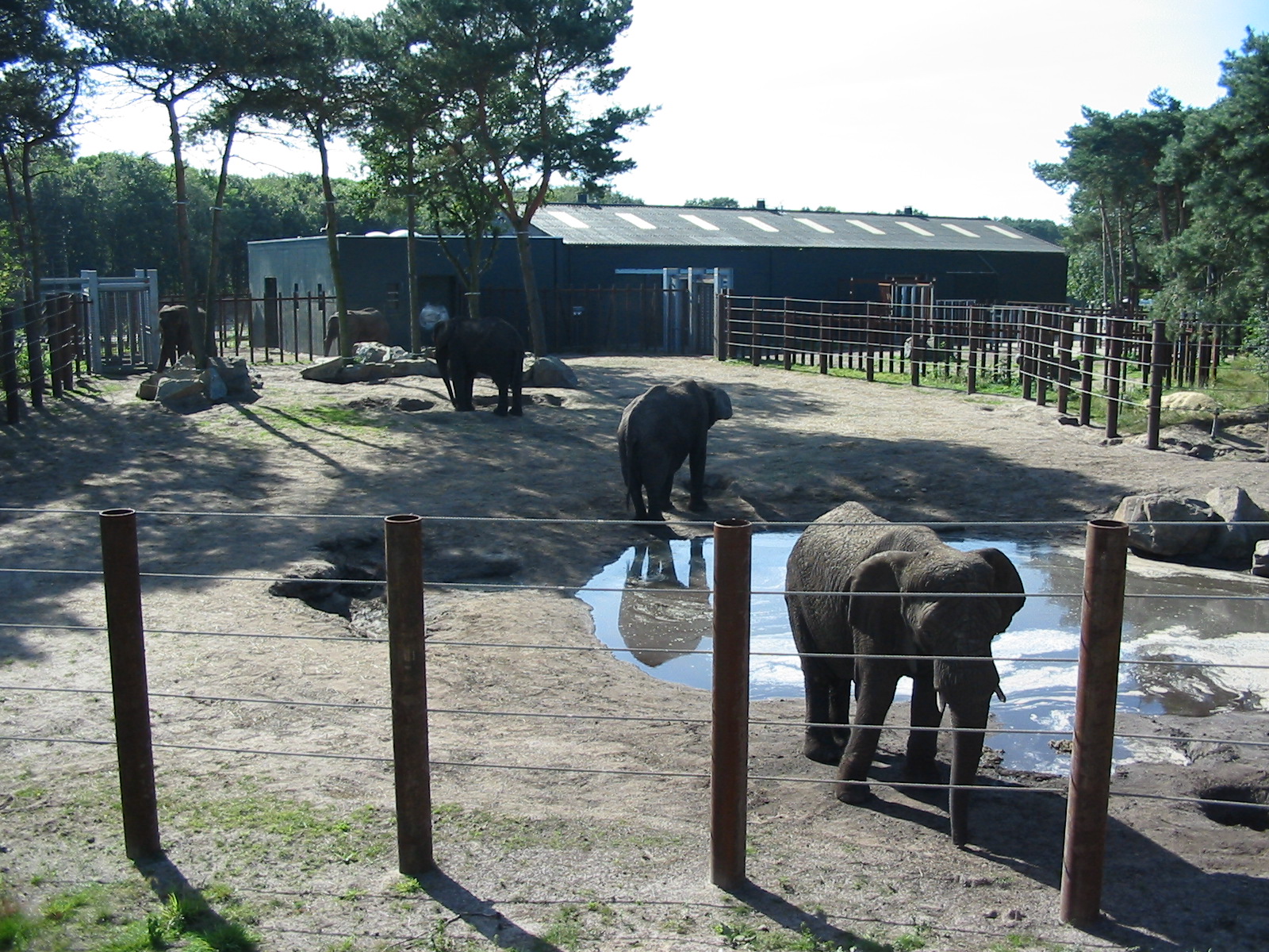 Safari Beekse Bergen 2004 - One of the African Elephant paddocks