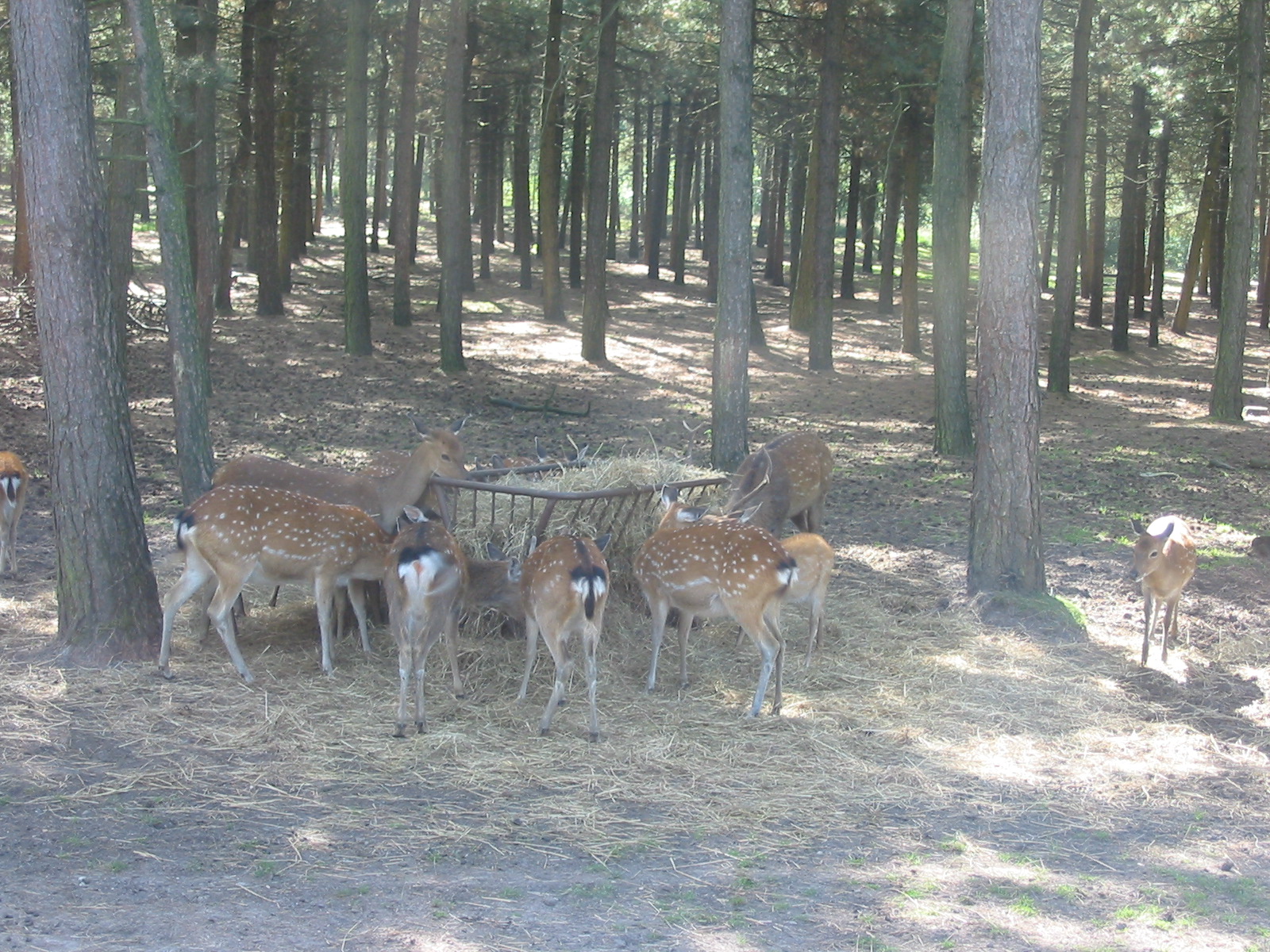 Safari Beekse Bergen 2004 - Spotted deer
