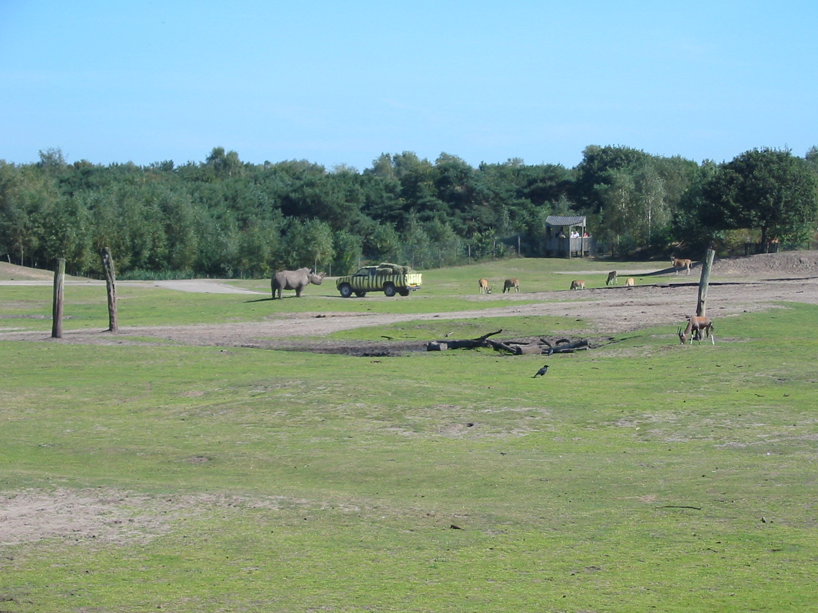 Safari Beekse Bergen 2004 - White Rhinoceros and Blesbok