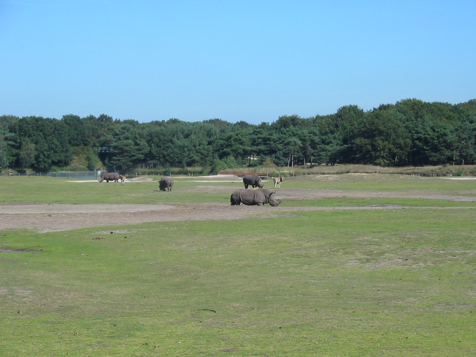 Safari Beekse Bergen 2004 - White Rhinoceros