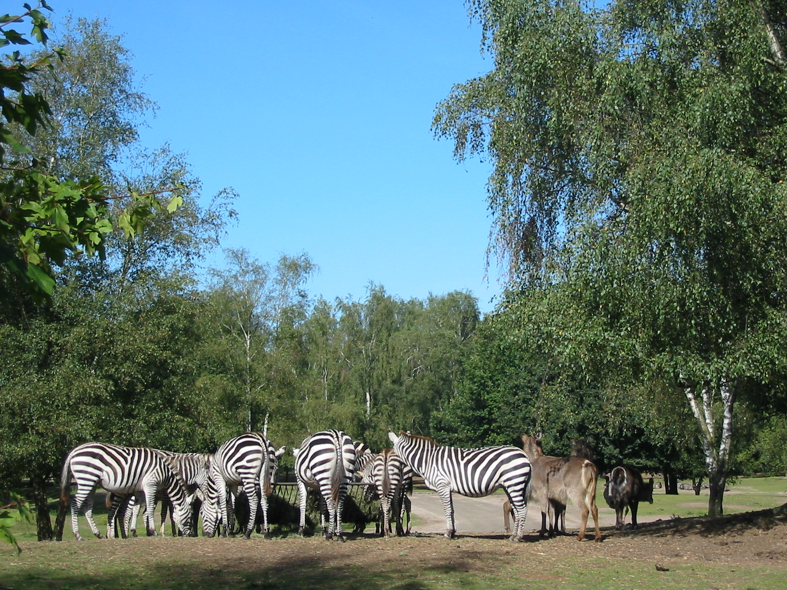 Safari Beekse Bergen 2004 - Zebra and Defassa Waterbuck