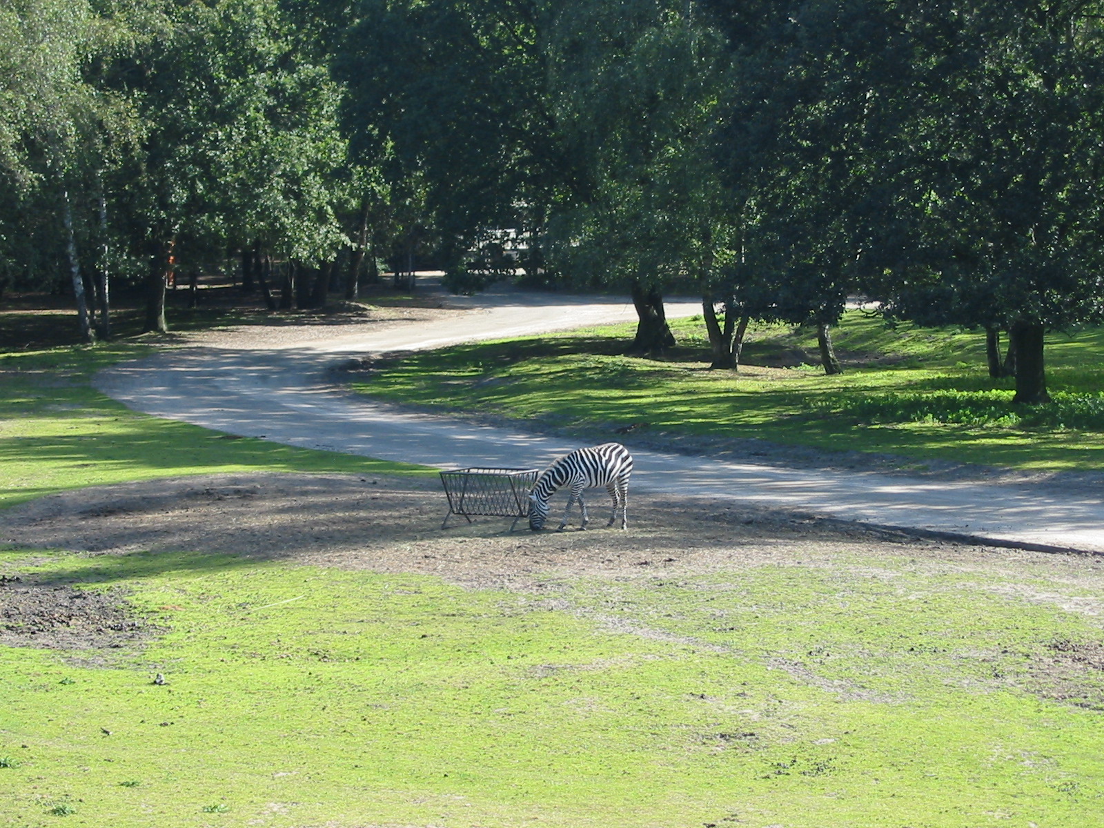 Safari Beekse Bergen 2004 - Zebra