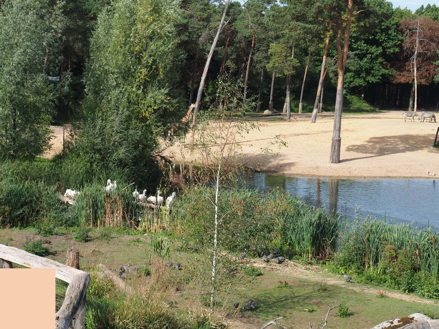 Safari bird area (Sep 16th, 2018)