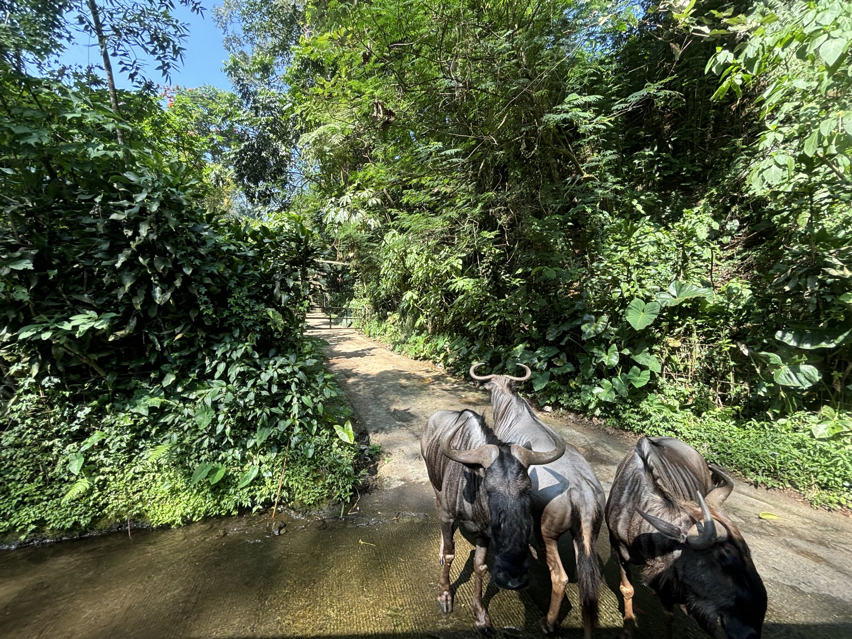 Safari - Blue Wildebeest