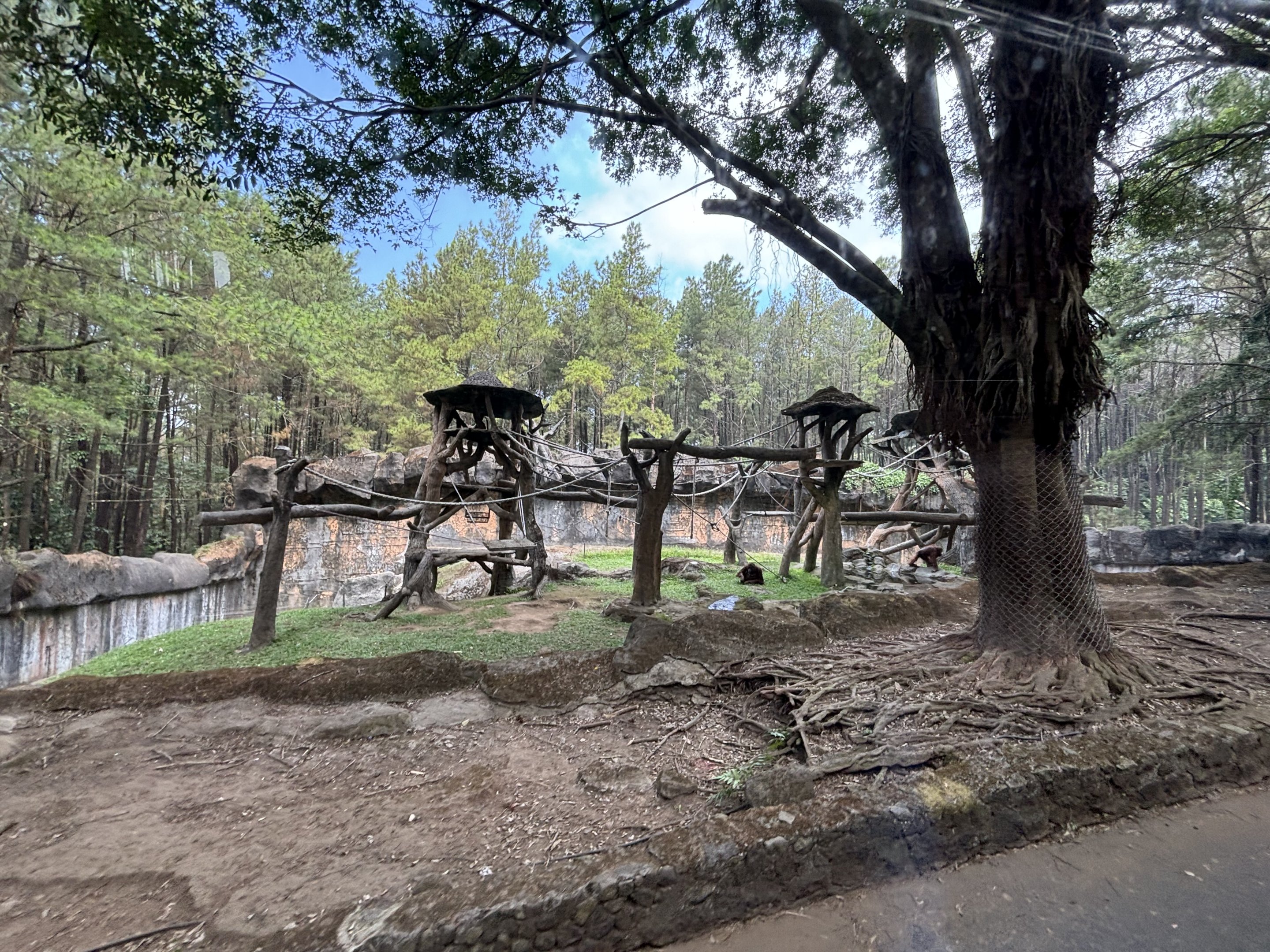 Safari - Bornean Orangutan Exhibit