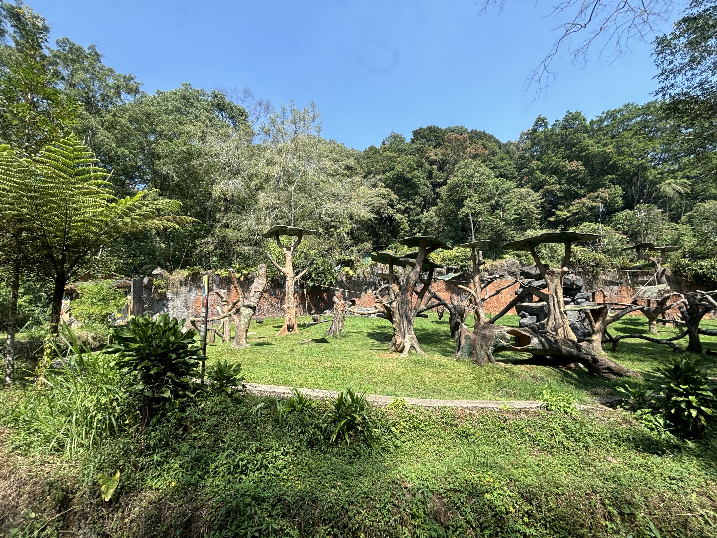 Safari - Bornean Orangutan Exhibit