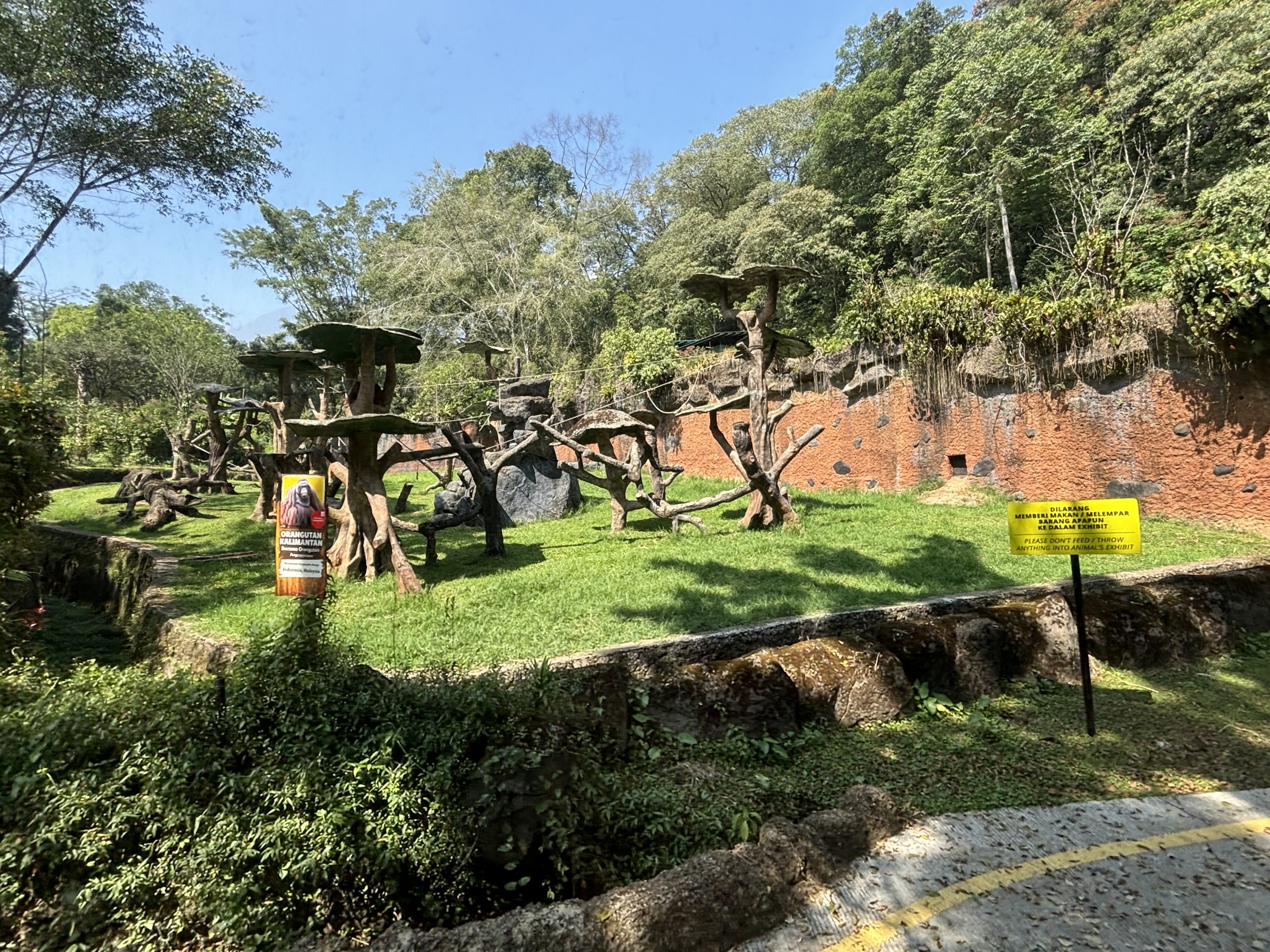 Safari - Bornean Orangutan Exhibit