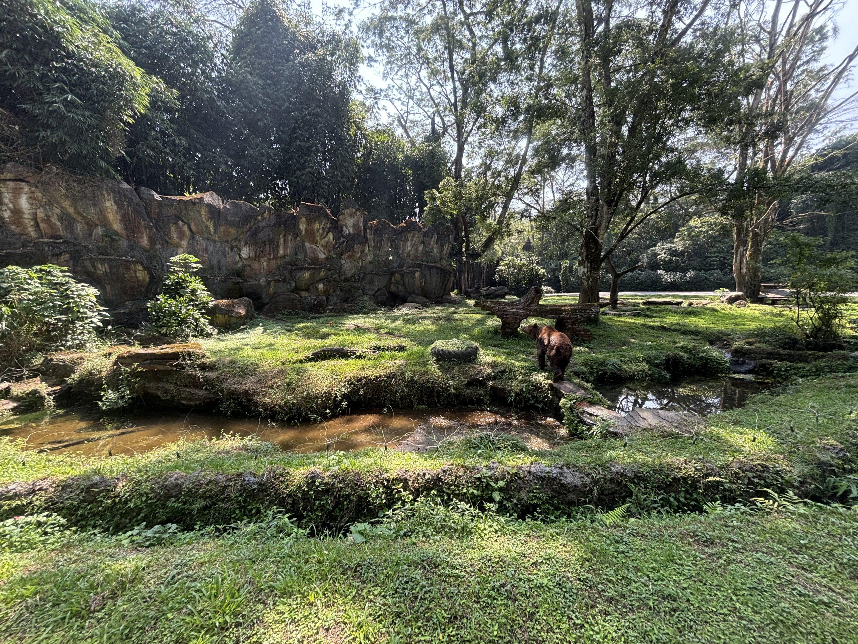 Safari - Brown Bear Exhibit